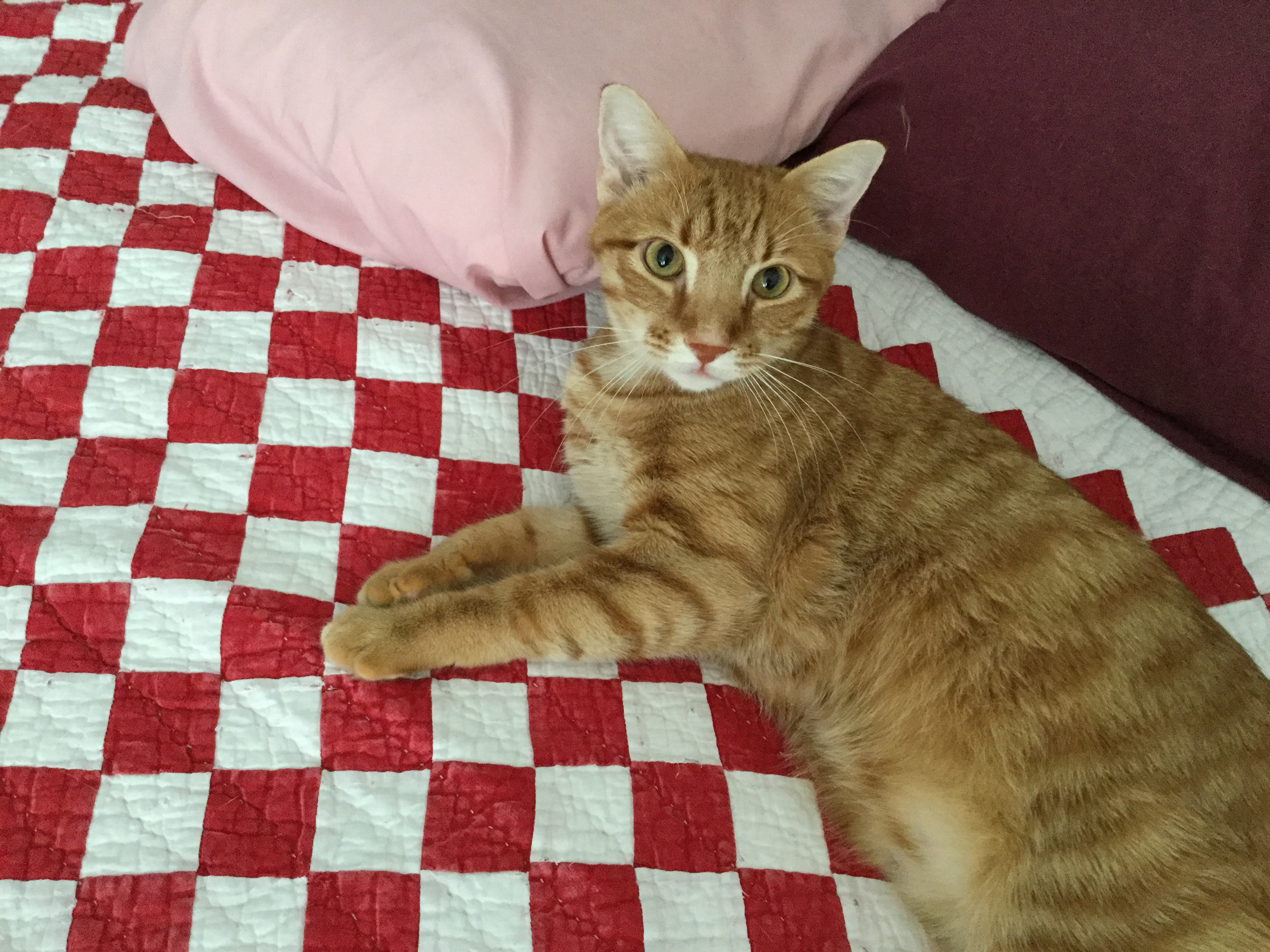 Enlarge Finn, a Adopted Domestic Short Hair in Henrico, VA image 3/6