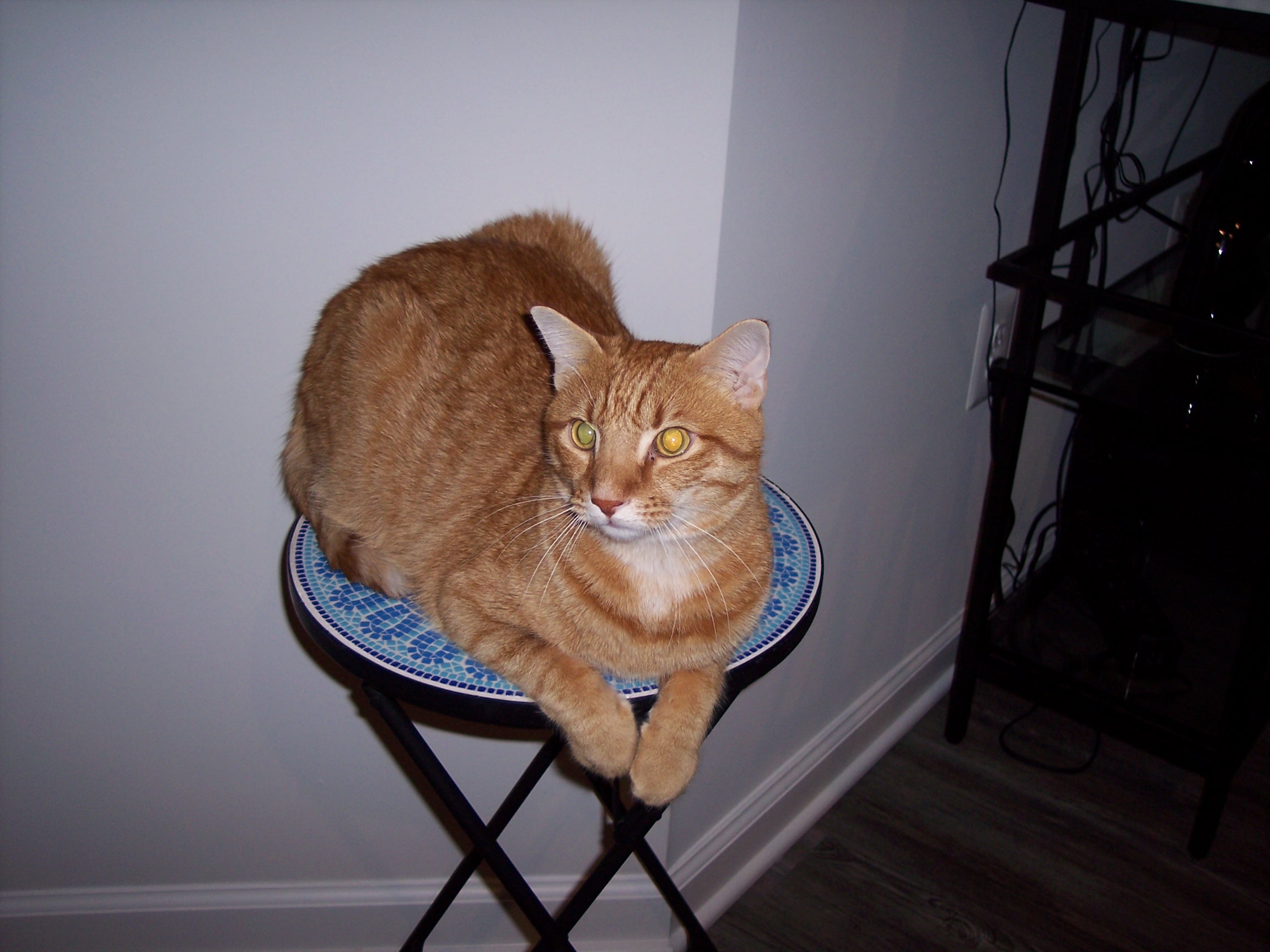 Finn, Adopted, Adult Male Domestic Short Hair.