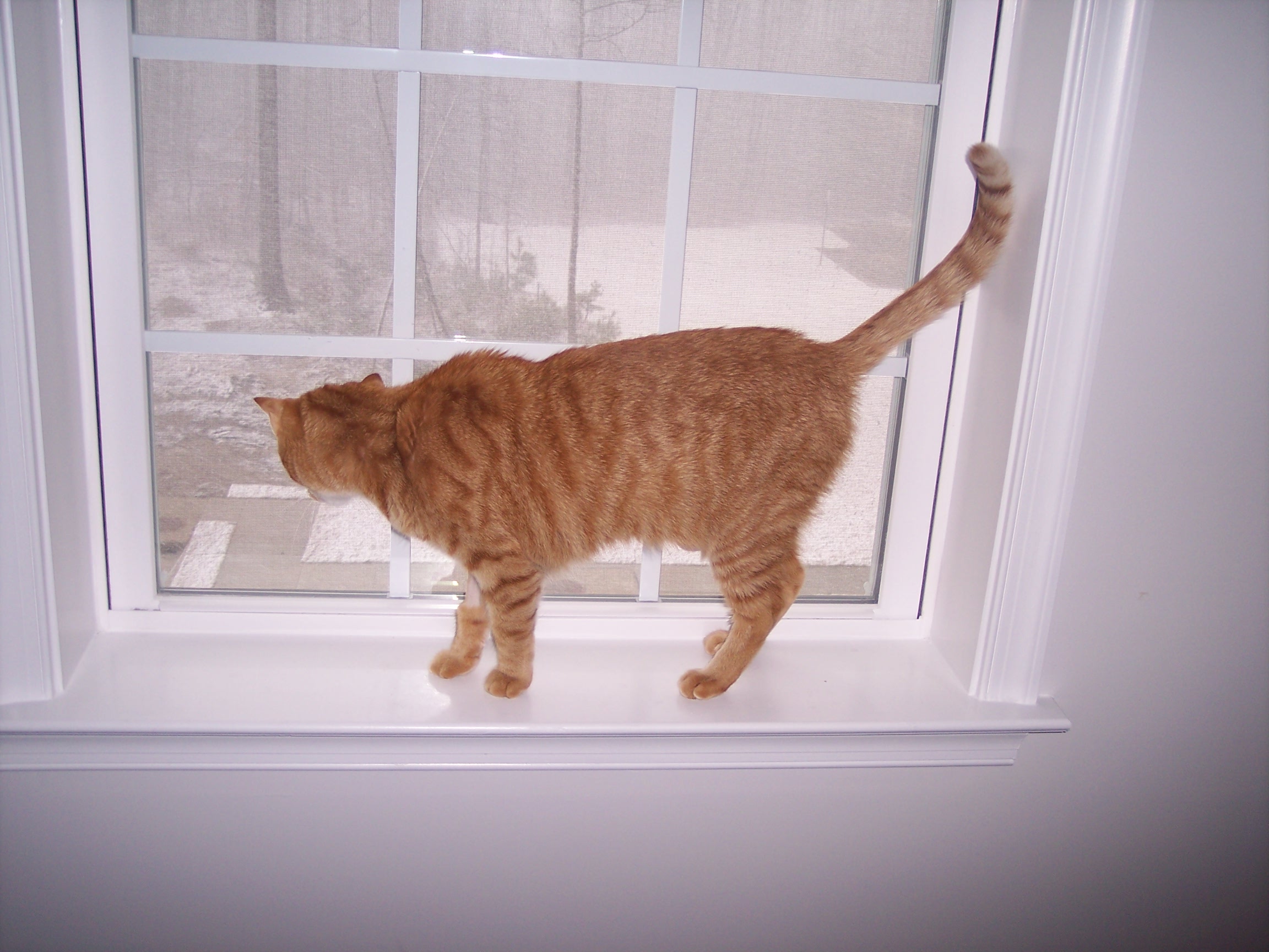 Enlarge Finn, a Adopted Domestic Short Hair in Henrico, VA image 4/6