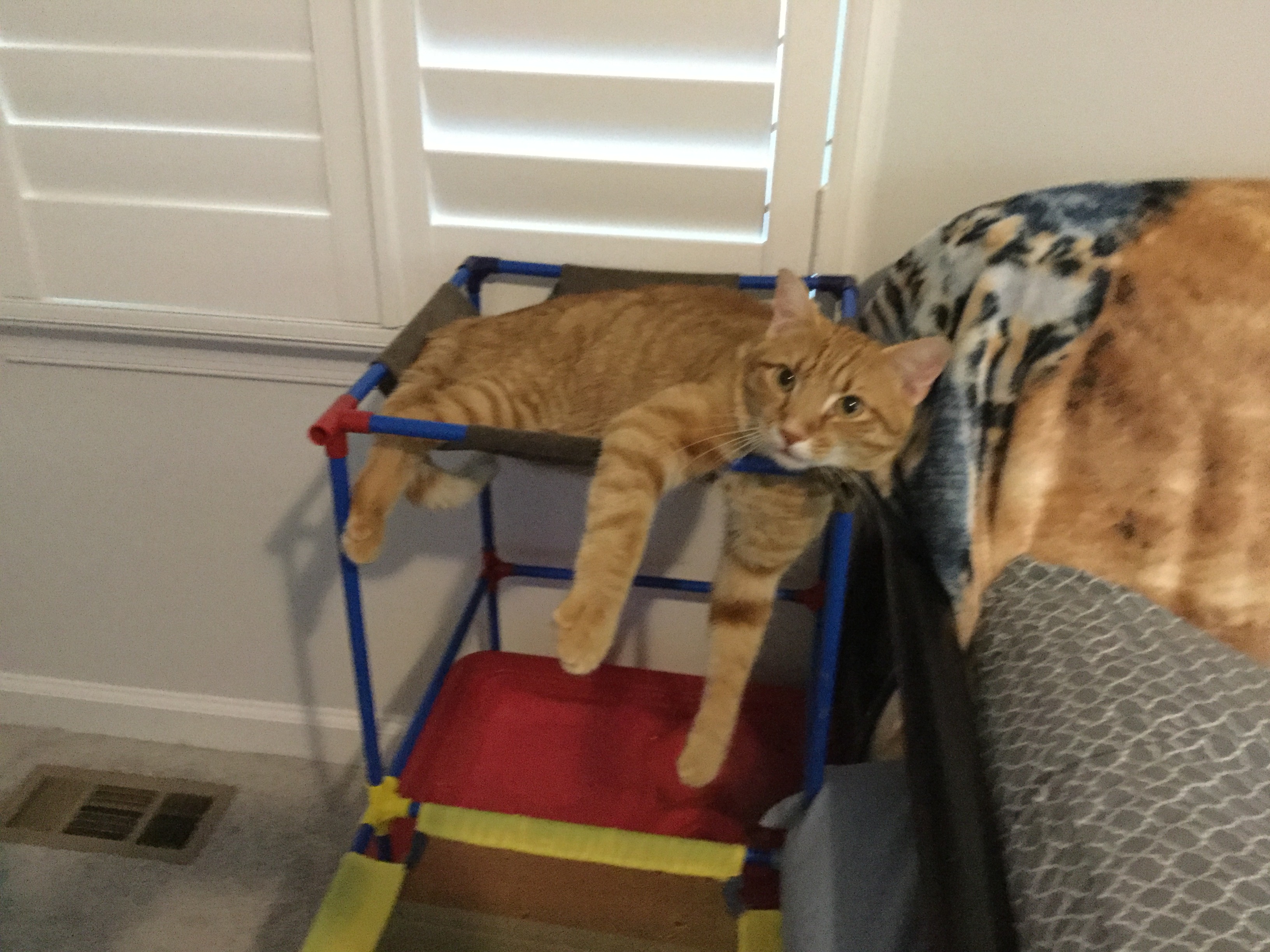 Enlarge Finn, a Adopted Domestic Short Hair in Henrico, VA image 5/6