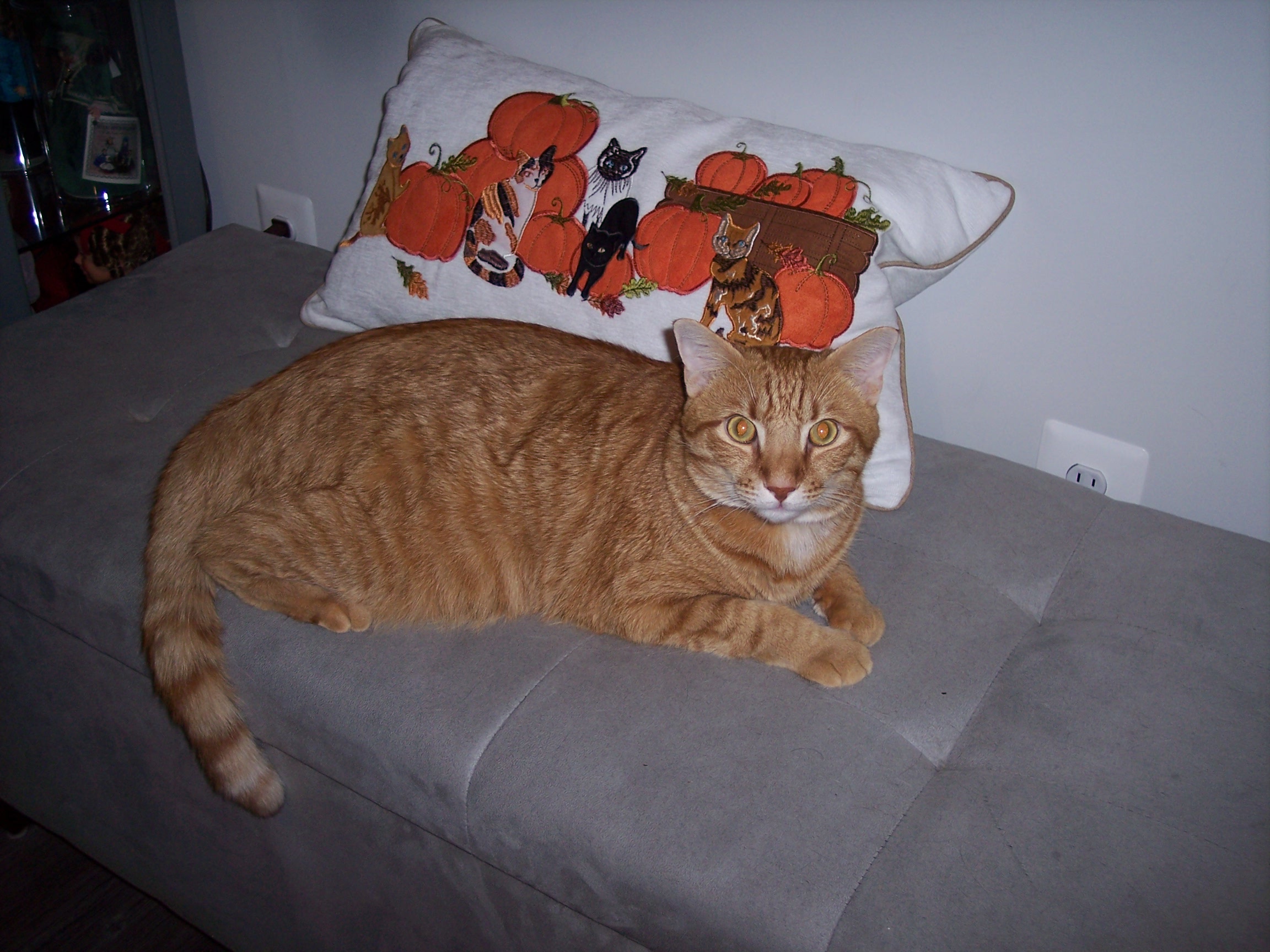 Enlarge Finn, a Adopted Domestic Short Hair in Henrico, VA image 6/6