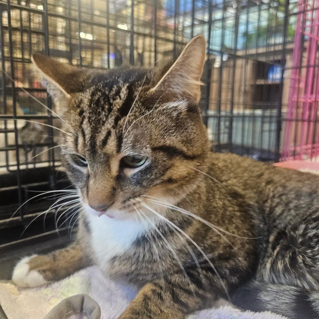 Venstappen, Adoptable, Adult Male Domestic Short Hair.