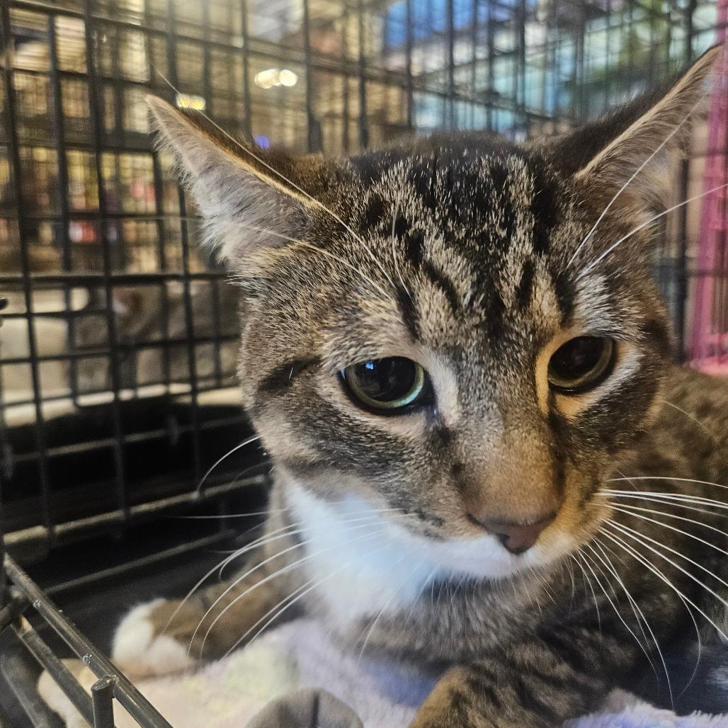 Enlarge Venstappen, a Adoptable Domestic Short Hair in Grantsville, UT image 2/2