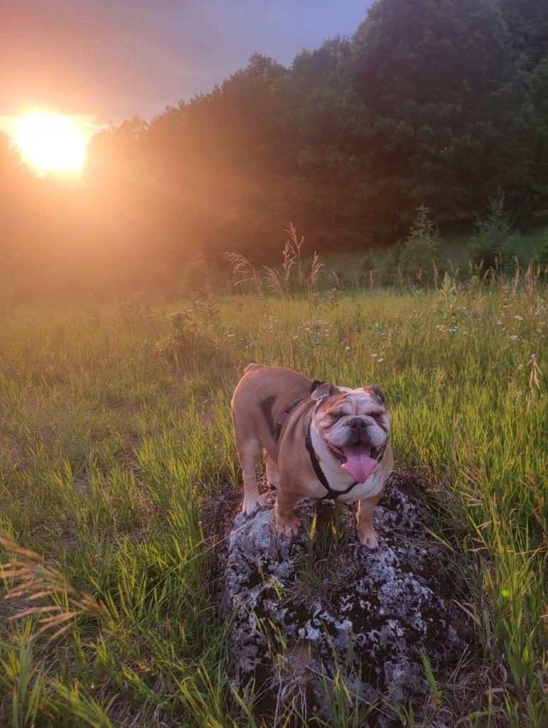 Enlarge Stasi Lou, a ADOPTABLE English Bulldog in Grand Rapids, MI image 1/1
