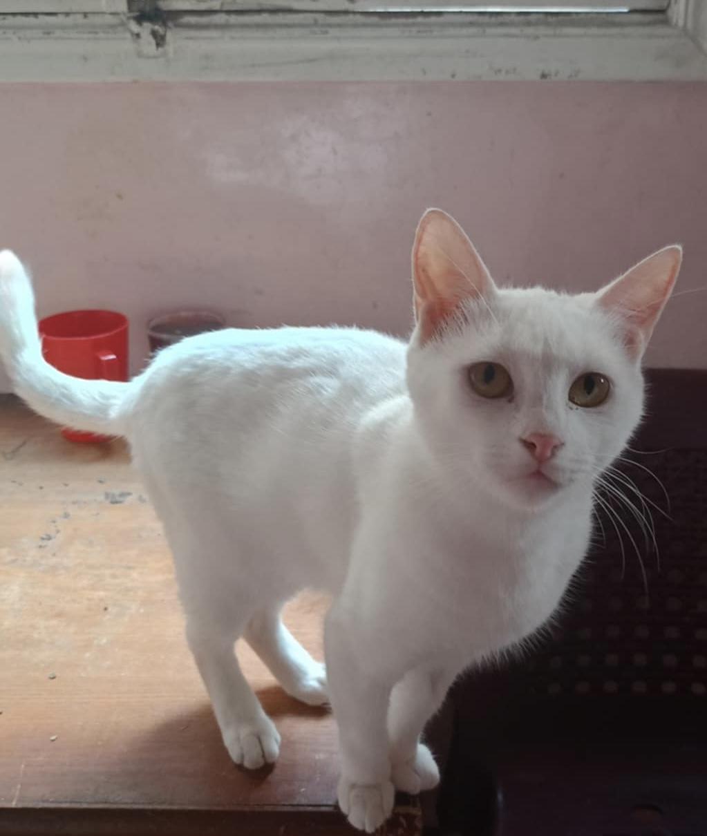 Enlarge Baskota, a Adoptable Turkish Van in Brampton, ON image 1/2