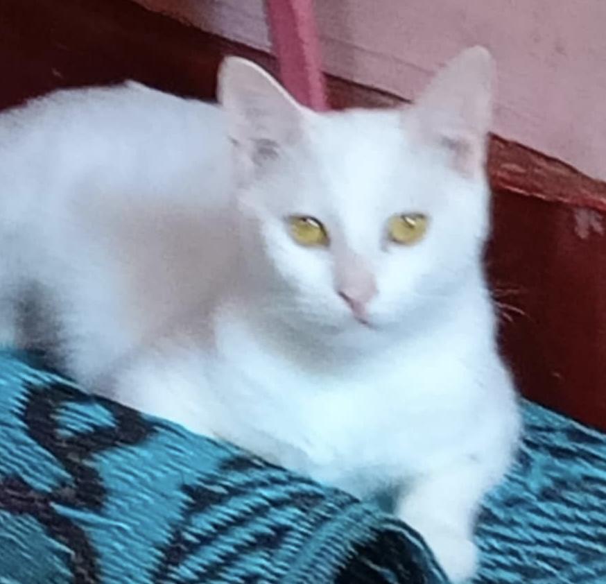 Enlarge Baskota, a Adoptable Turkish Van in Brampton, ON image 2/2