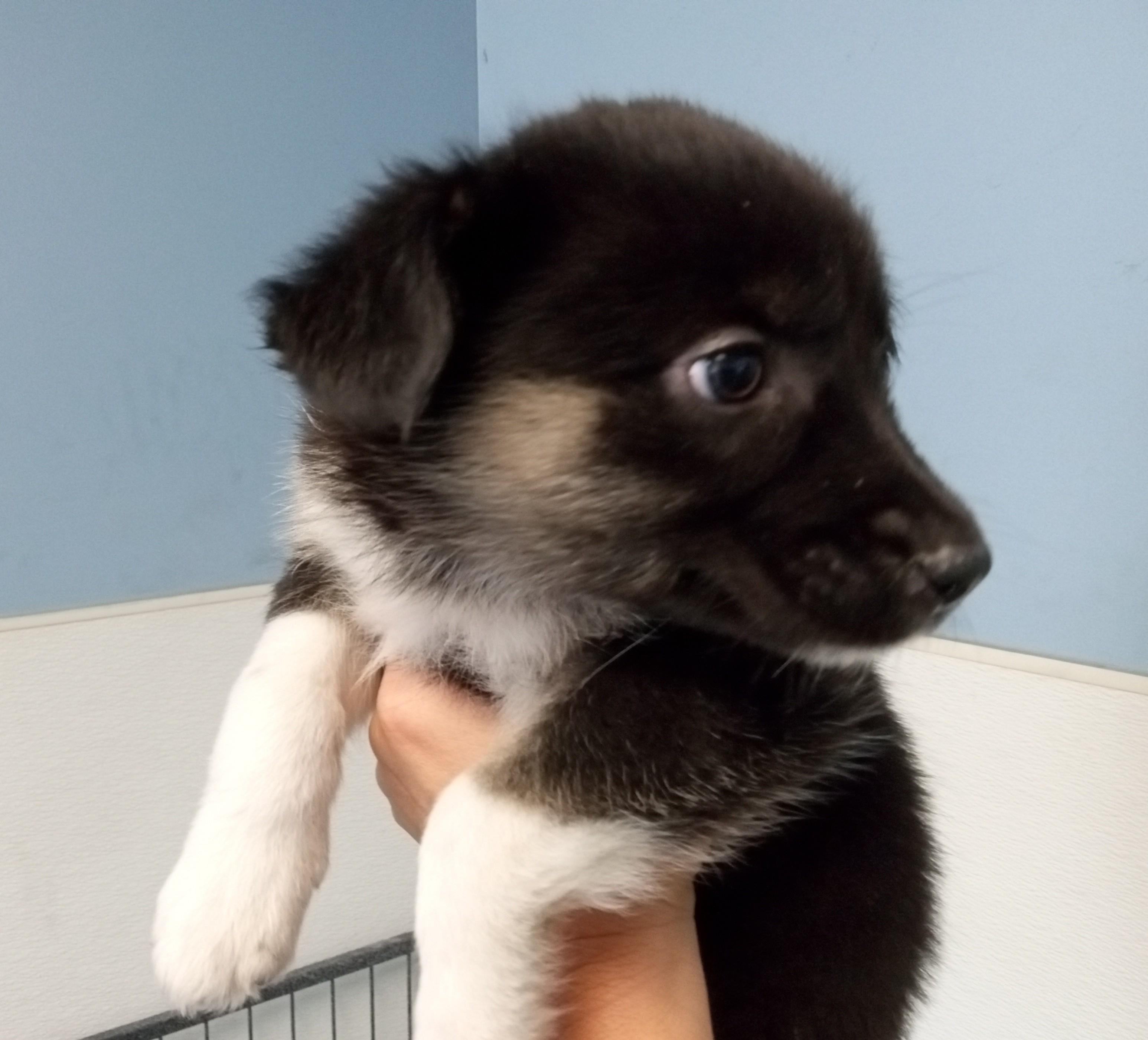 Enlarge Bobette, a ADOPTABLE mixed breed in Maynardville, TN image 1/1