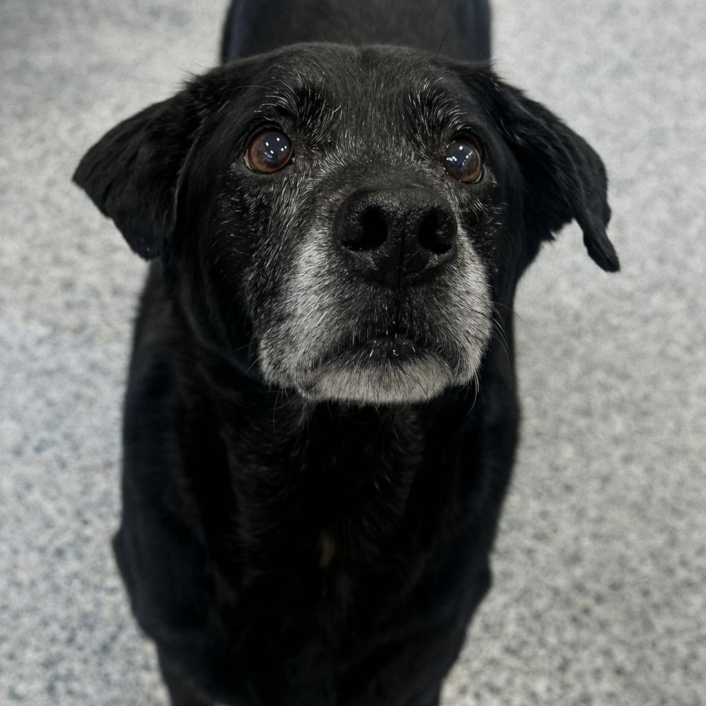 Enlarge Chance **No Adoption Fee Through March**, an adopted Black Labrador Retriever in Stafford, VA image 1/1