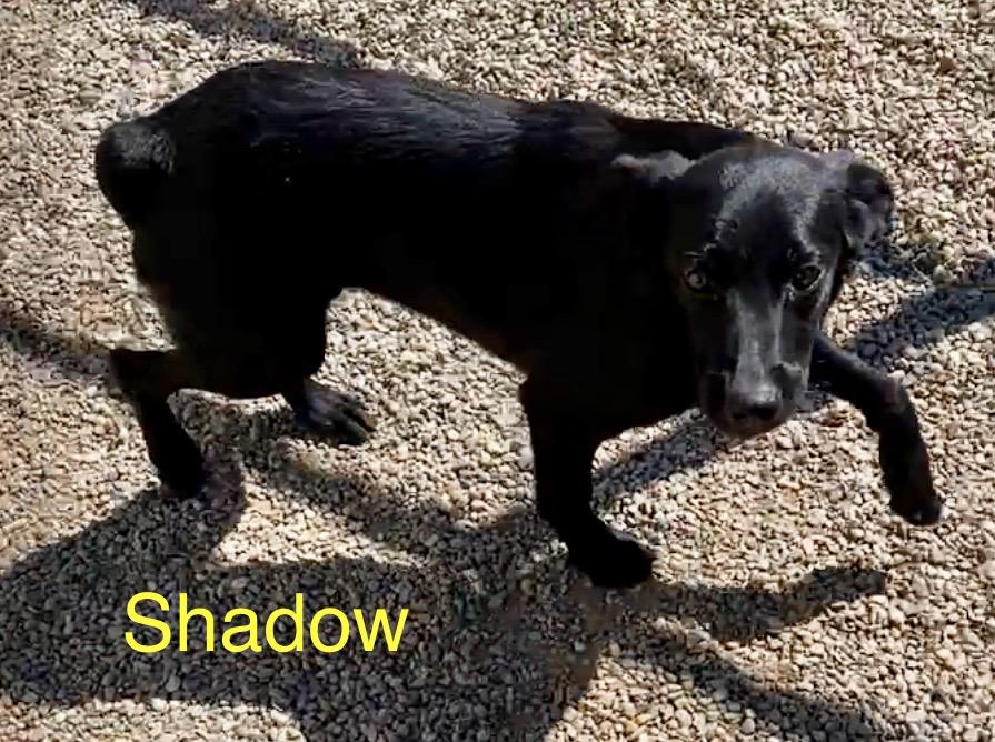 Shadow