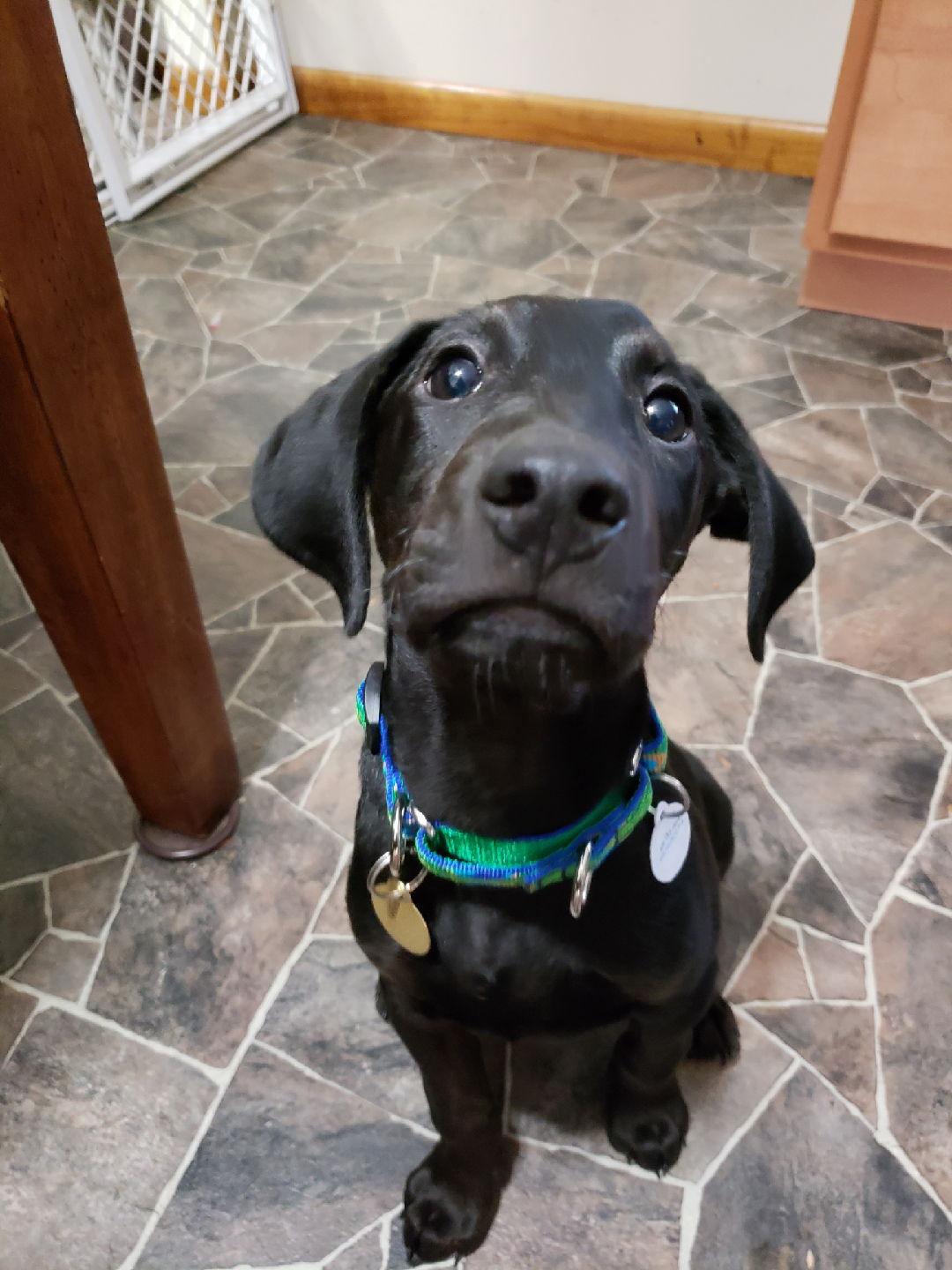 Flash/Trooper, Adopted, Puppy Male Doberman Pinscher & Labrador Retriever.