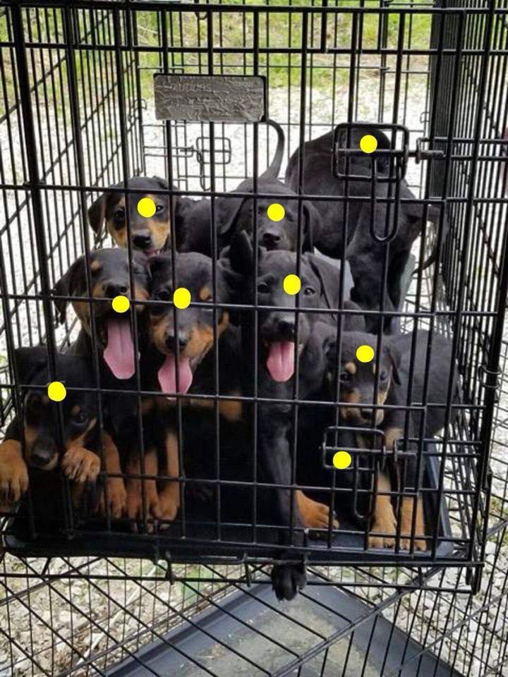 Flash/Trooper, a Adopted mixed breed in Morgantown, WV image 2/3