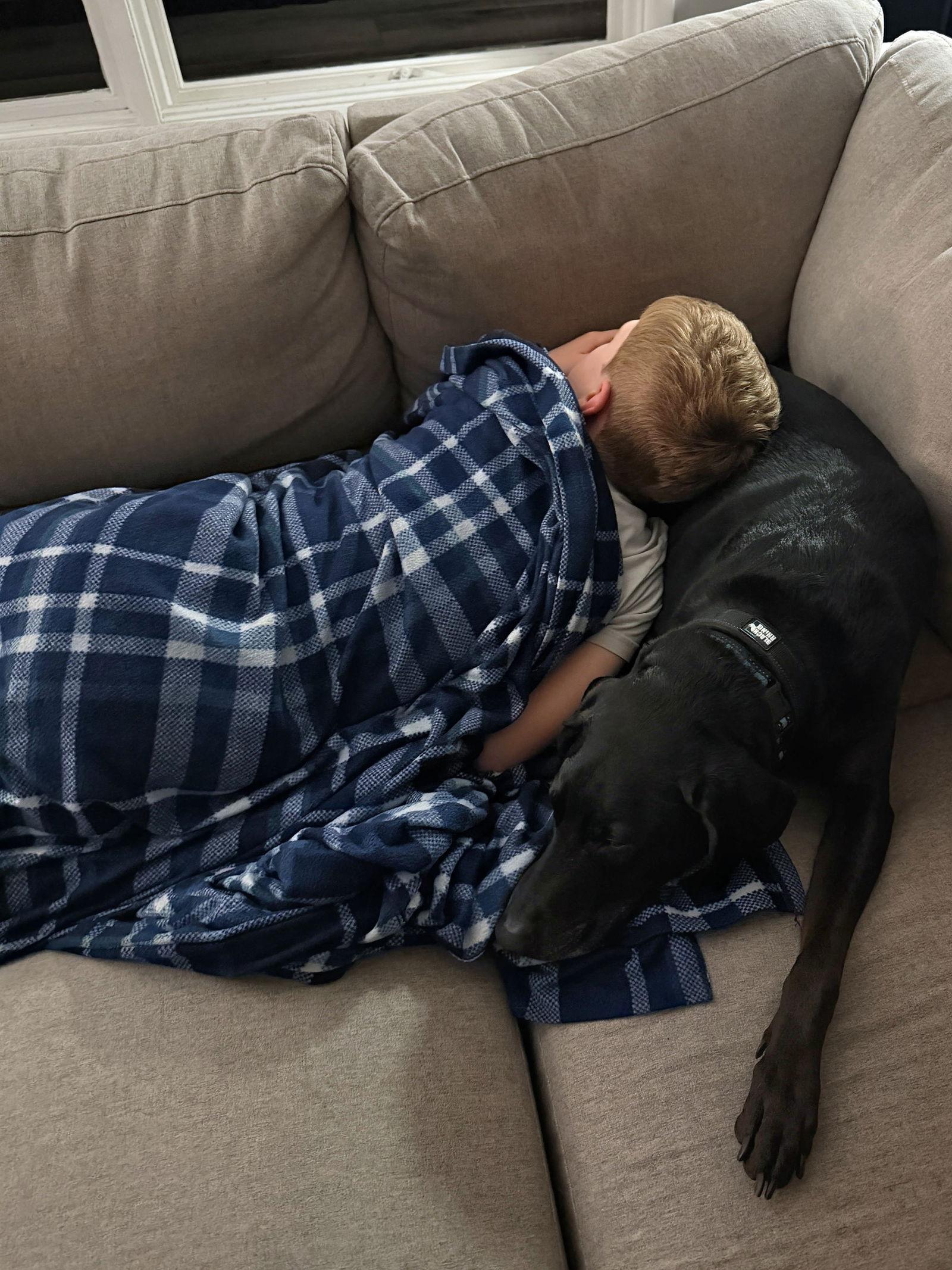 Flash/Trooper, a Adopted mixed breed in Morgantown, WV image 3/3