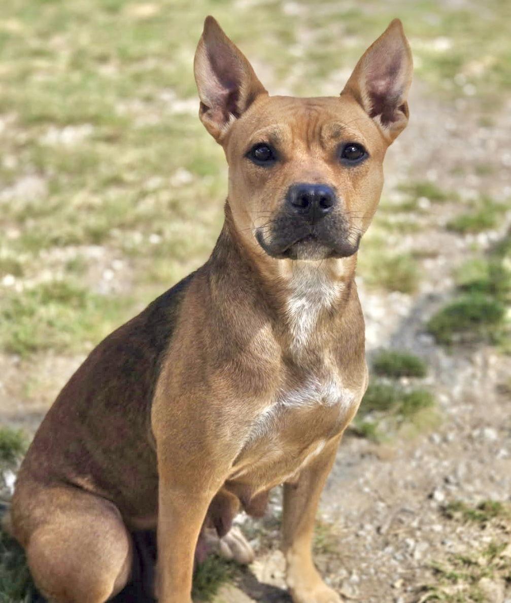 Maggie, Adoptable, Young Female Mixed Breed.