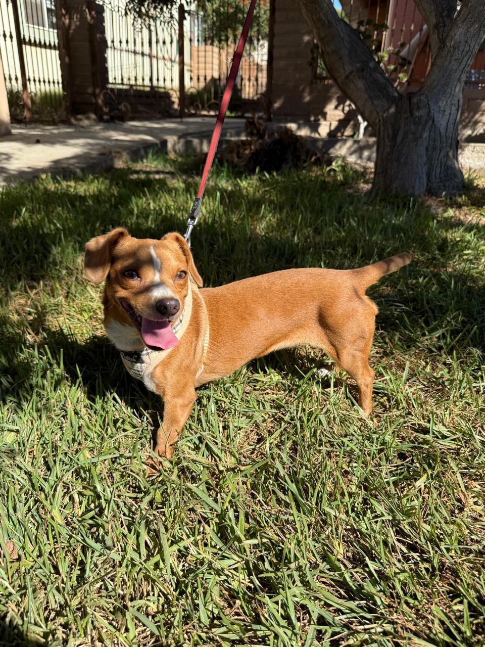 Alana, Adoptable, Young Female Chiweenie.