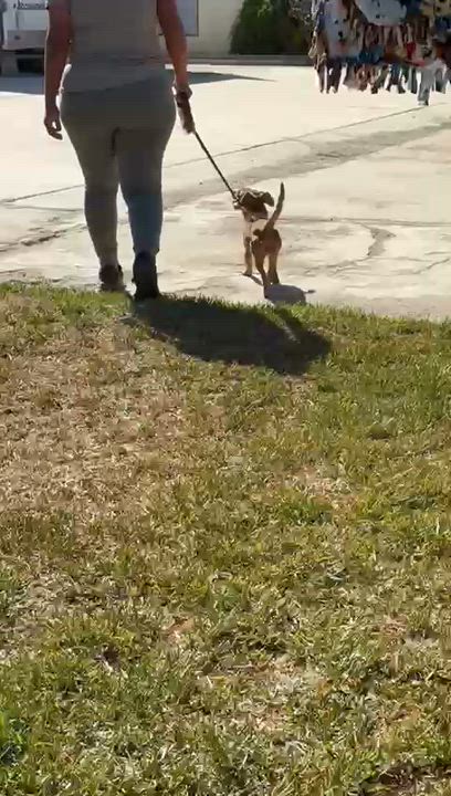 Enlarge Alana, a Adoptable Chiweenie in San Diego, CA video 2/3