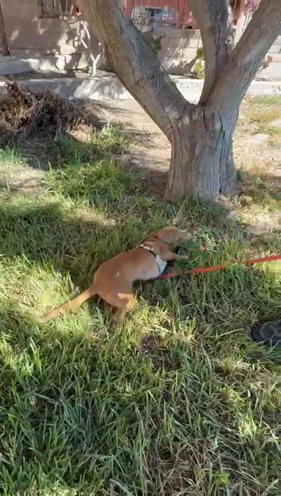 Enlarge Alana, a Adoptable Chiweenie in San Diego, CA video 3/3