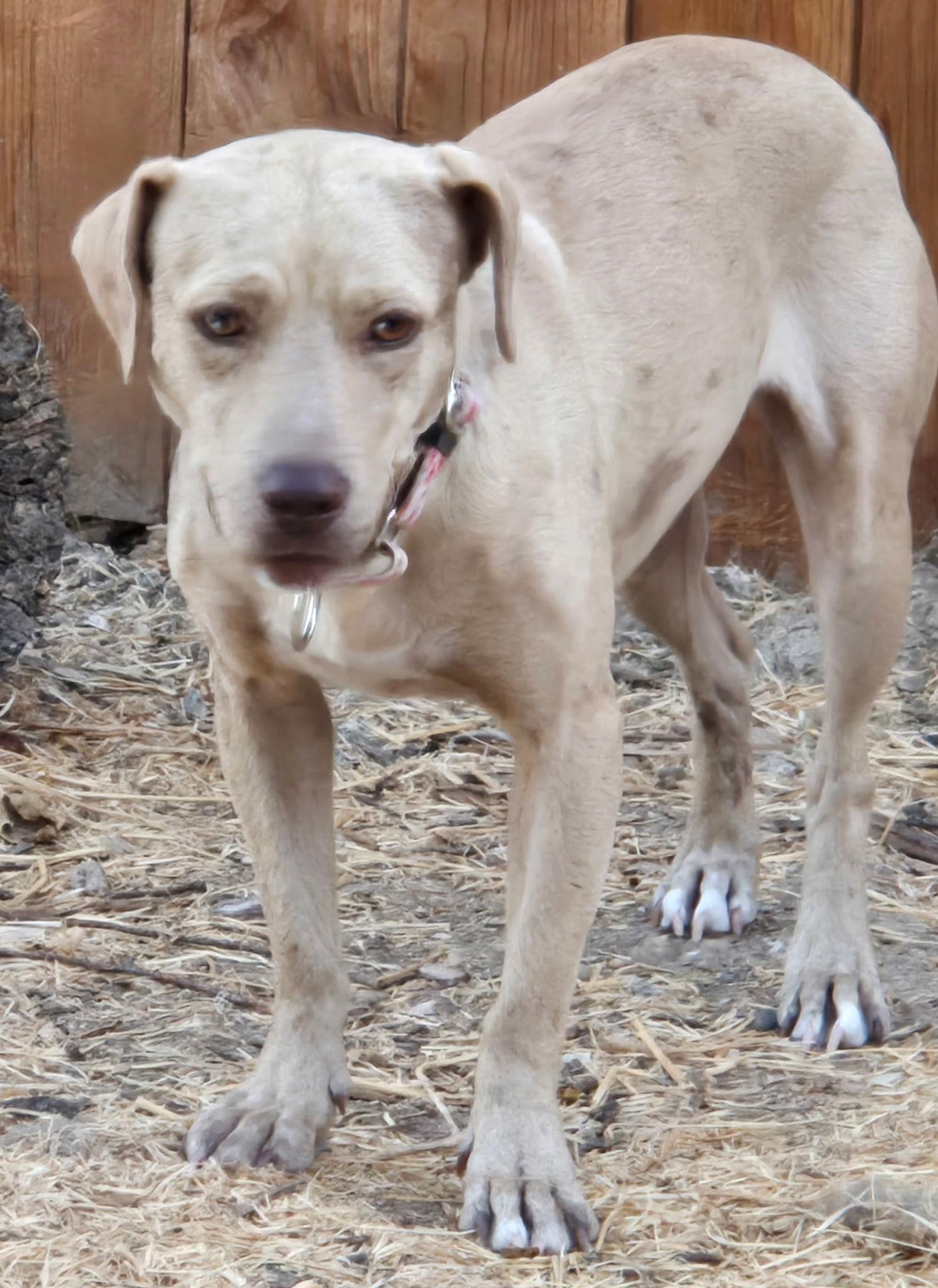 Sadie, a Adoptable mixed breed in Sparks, NV image 1/3