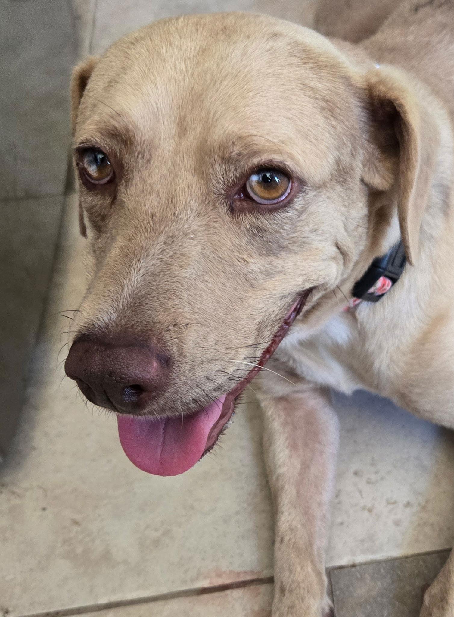 Sadie, a Adoptable mixed breed in Sparks, NV image 2/3