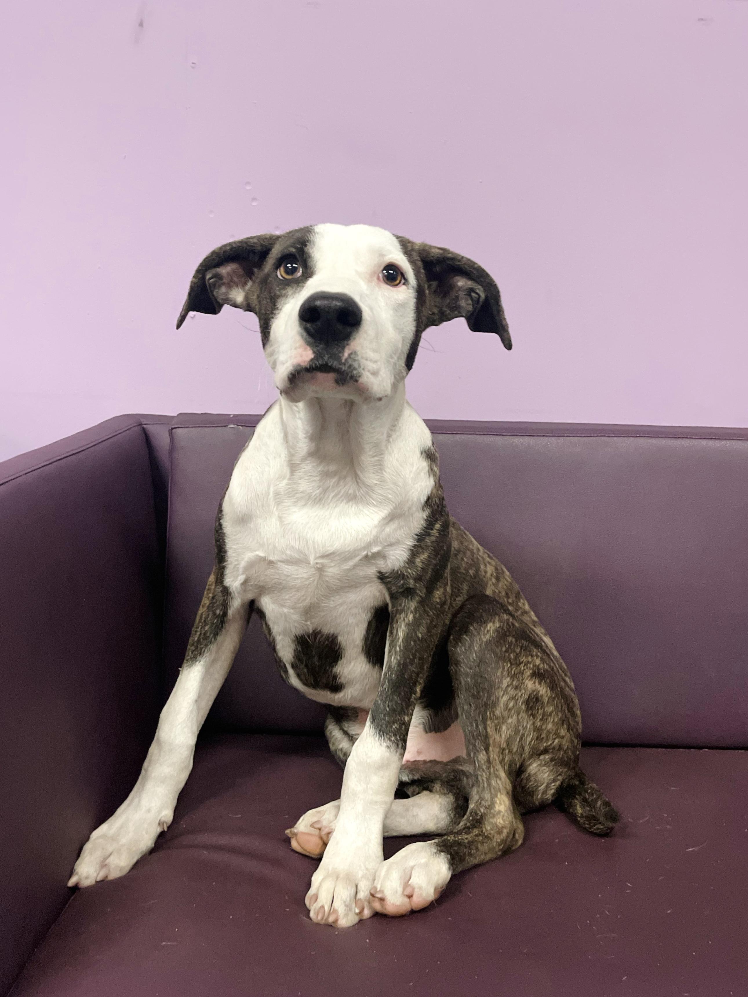Hawkins in NH. Come Meet our Adoptable Dogs Wednesday-Saturday. More info in Bio, Adoptable, Puppy Male Catahoula Leopard Dog.