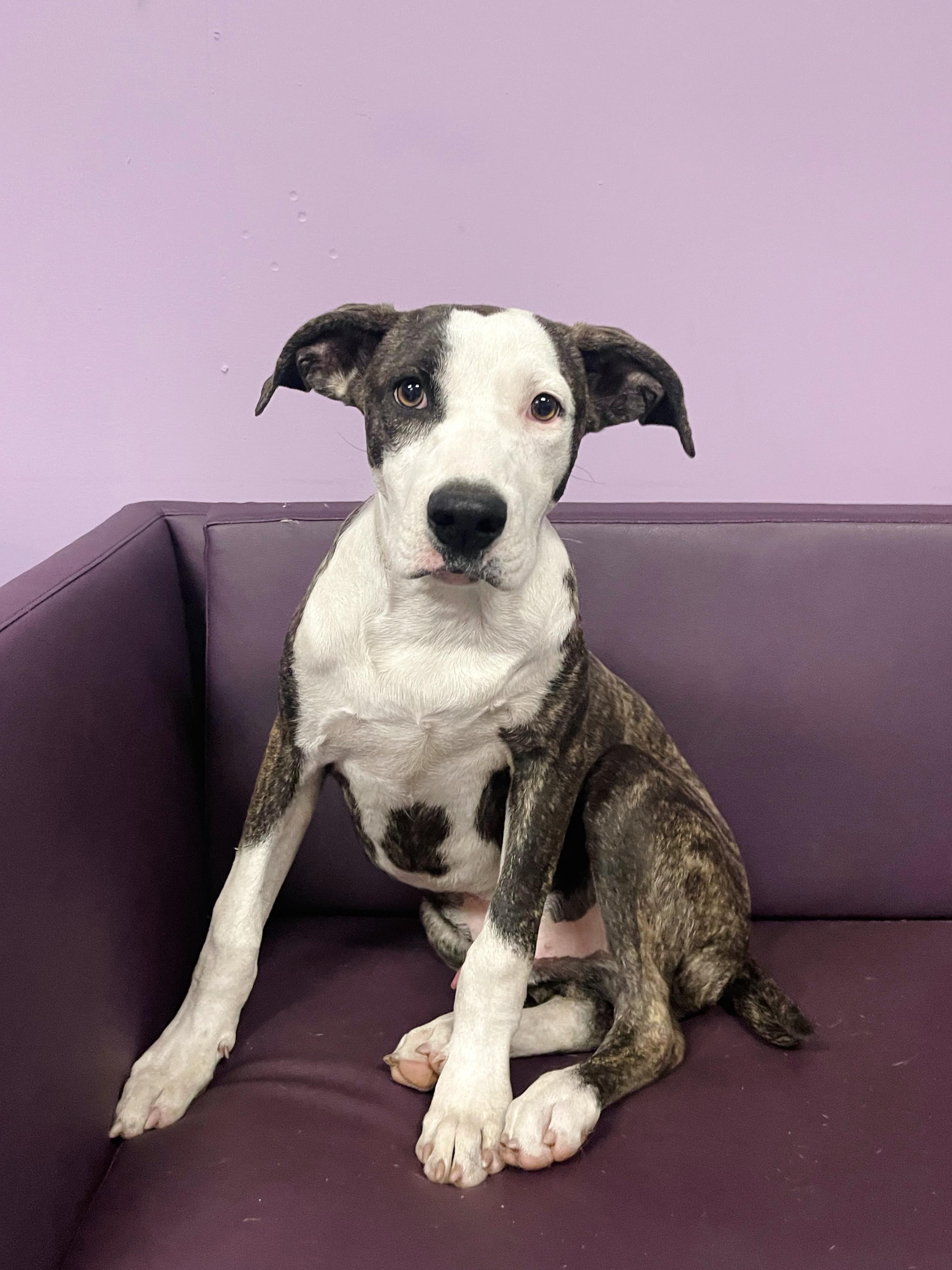 Enlarge Hawkins in NH. Come Meet our Adoptable Dogs Wednesday-Saturday. More info in Bio, a Adopted mixed breed in Manchester, NH image 2/3