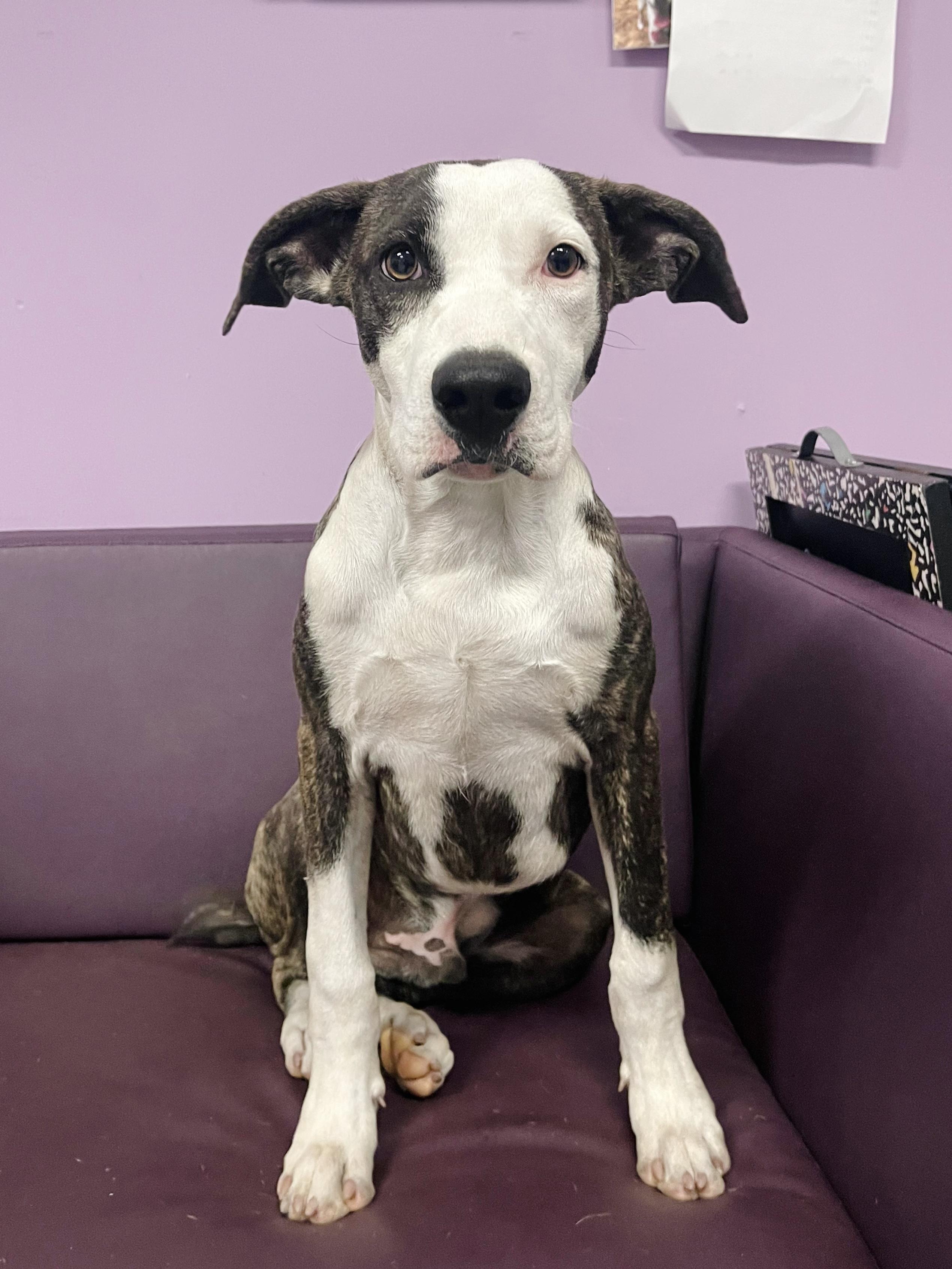 Enlarge Hawkins in NH. Come Meet our Adoptable Dogs Wednesday-Saturday. More info in Bio, a Adopted mixed breed in Manchester, NH image 3/3