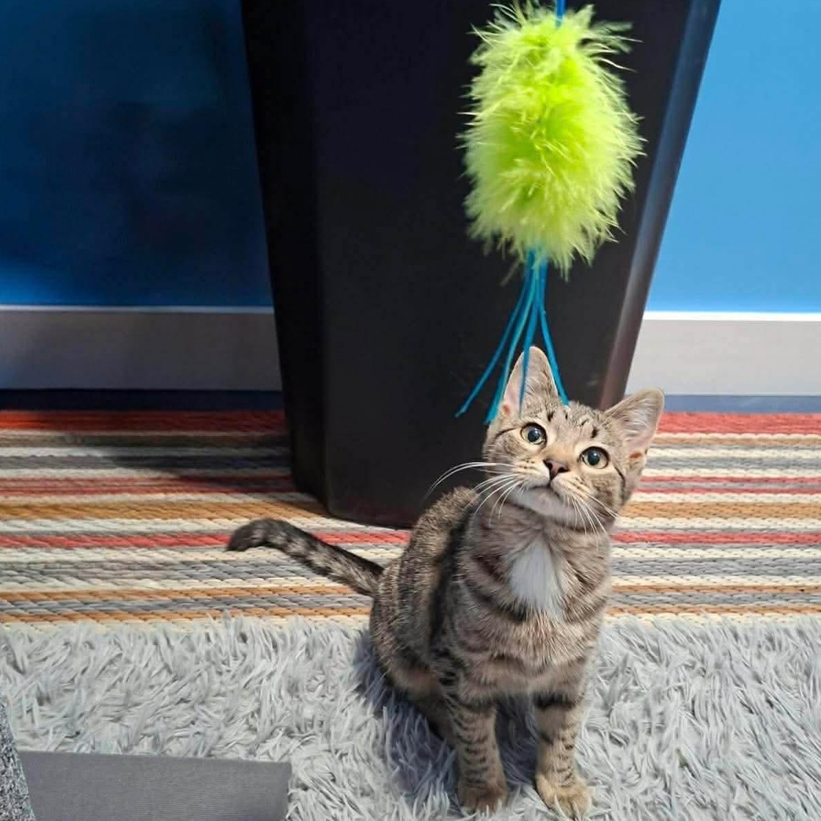 Enlarge Sylvie, a Adoptable Domestic Short Hair in DuBois, PA image 1/1