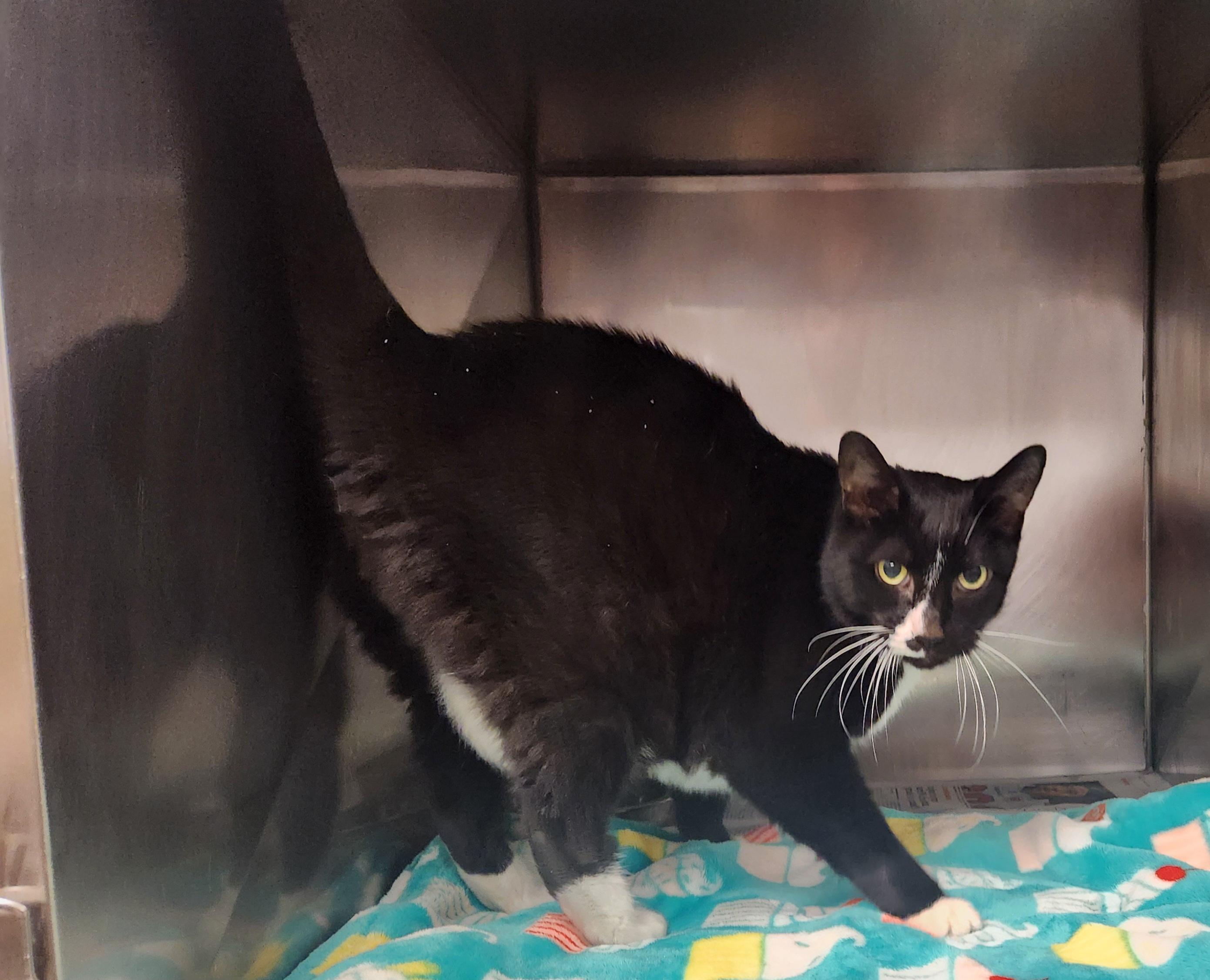 Enlarge Chester, a ADOPTABLE Domestic Short Hair in Clayton, NJ image 1/1