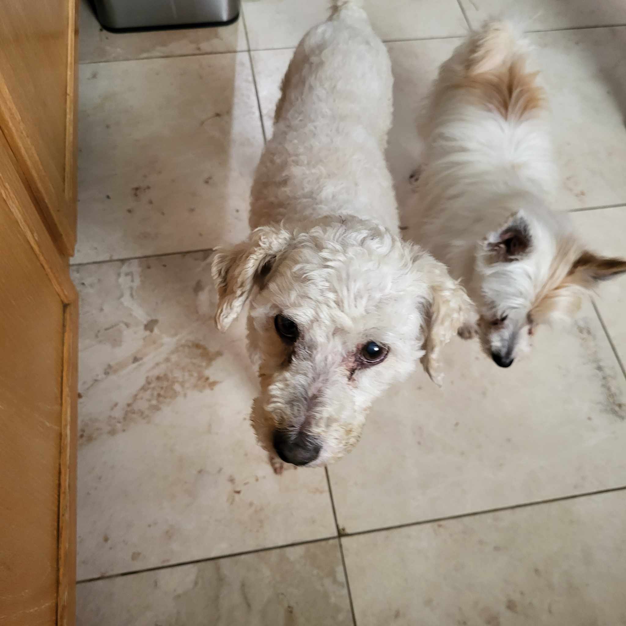 Enlarge BASIL BARON, a Adoptable mixed breed in Cathedral City, CA image 2/5