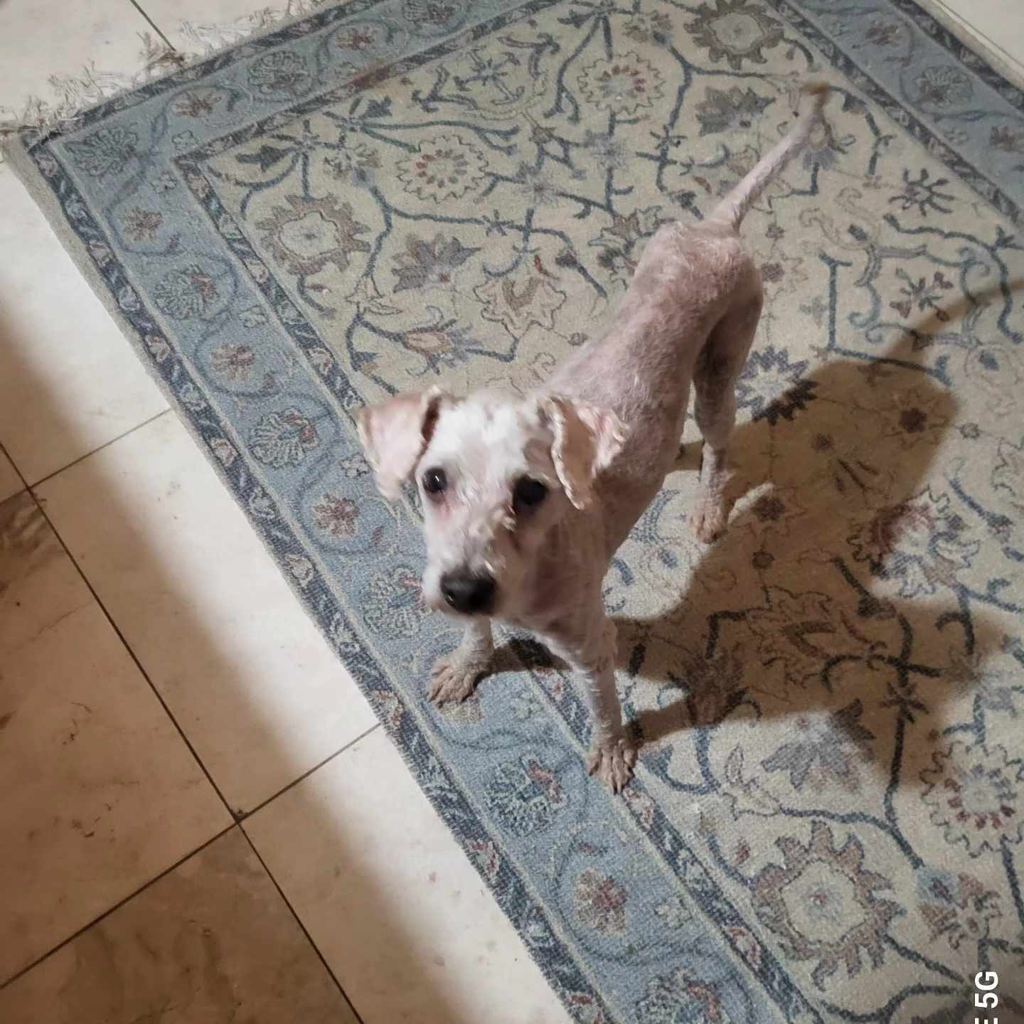 Enlarge BASIL BARON, a Adoptable mixed breed in Cathedral City, CA image 1/5