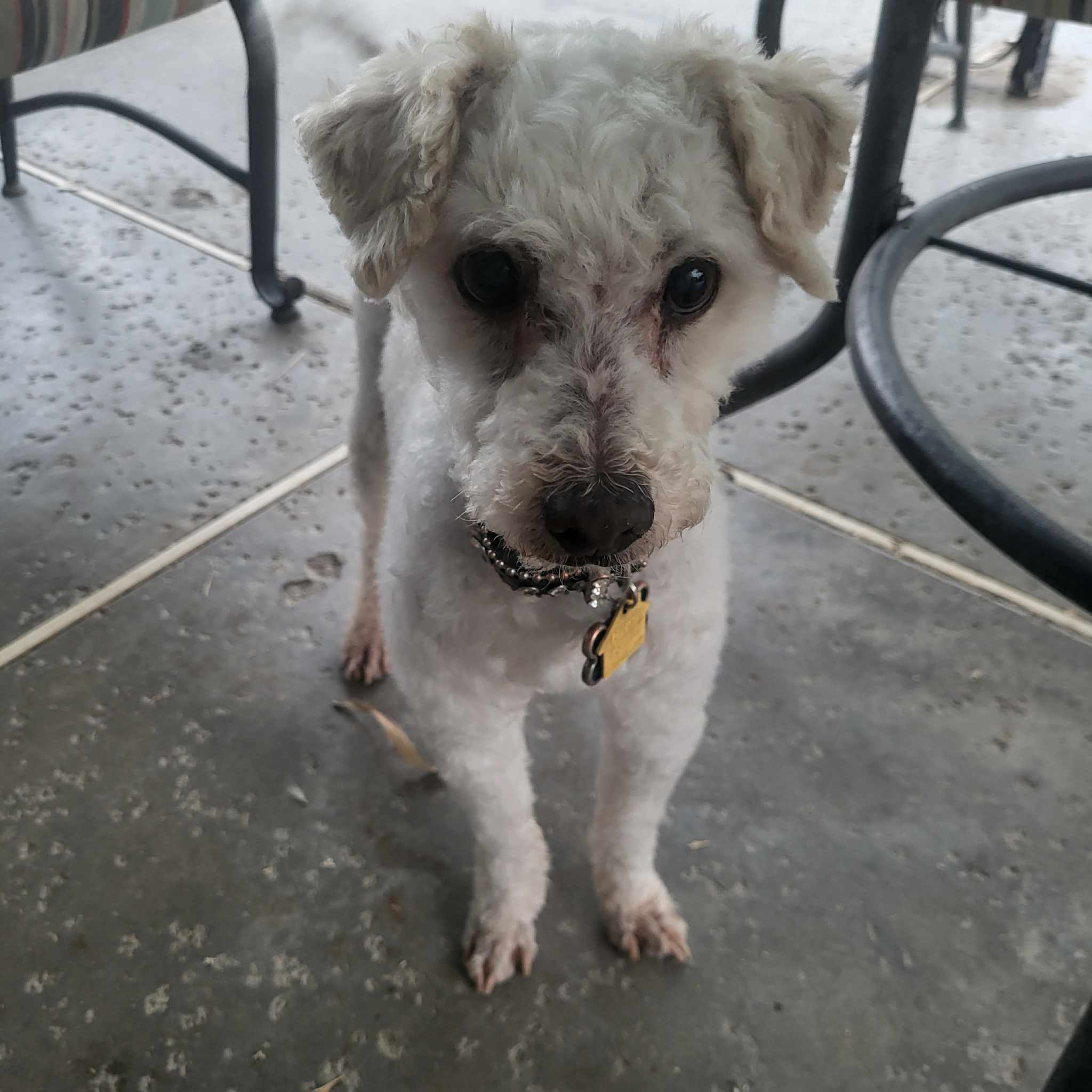 Enlarge BASIL BARON, a Adoptable mixed breed in Cathedral City, CA image 3/5