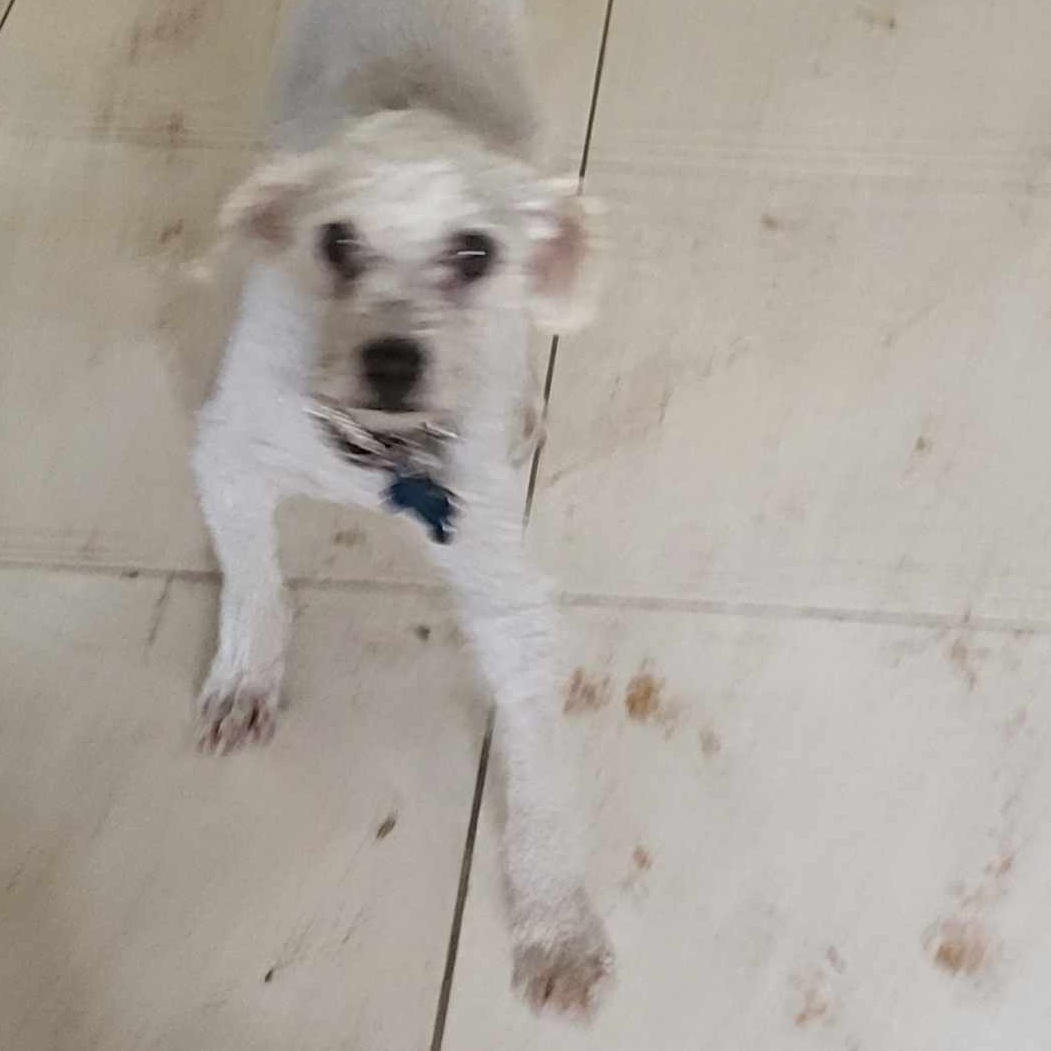 Enlarge BASIL BARON, a Adoptable mixed breed in Cathedral City, CA image 4/5