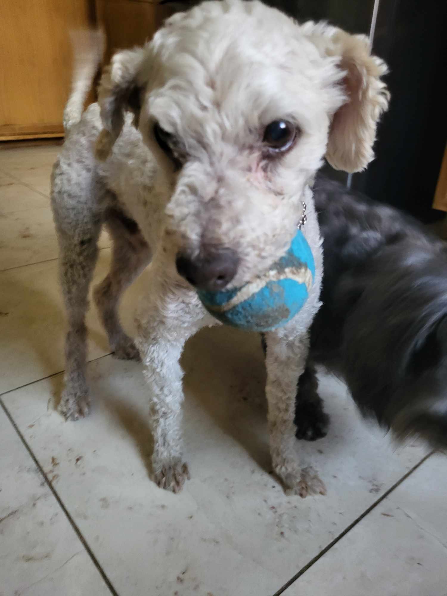 Enlarge BASIL BARON, a Adoptable mixed breed in Cathedral City, CA image 5/5