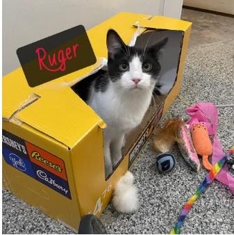 Enlarge Ruger, a Adoptable American Shorthair in Ridgway, PA image 1/1