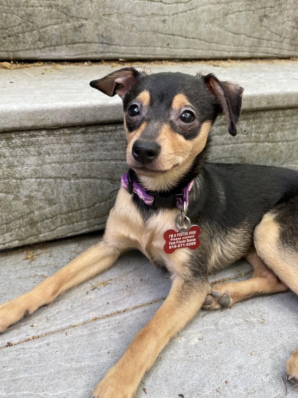 Enlarge Oralee, an adopted mixed breed in Pittsboro, NC image 2/3