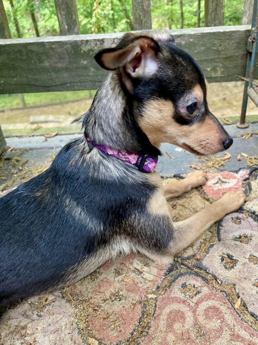 Enlarge Oralee, an adopted mixed breed in Pittsboro, NC image 3/3