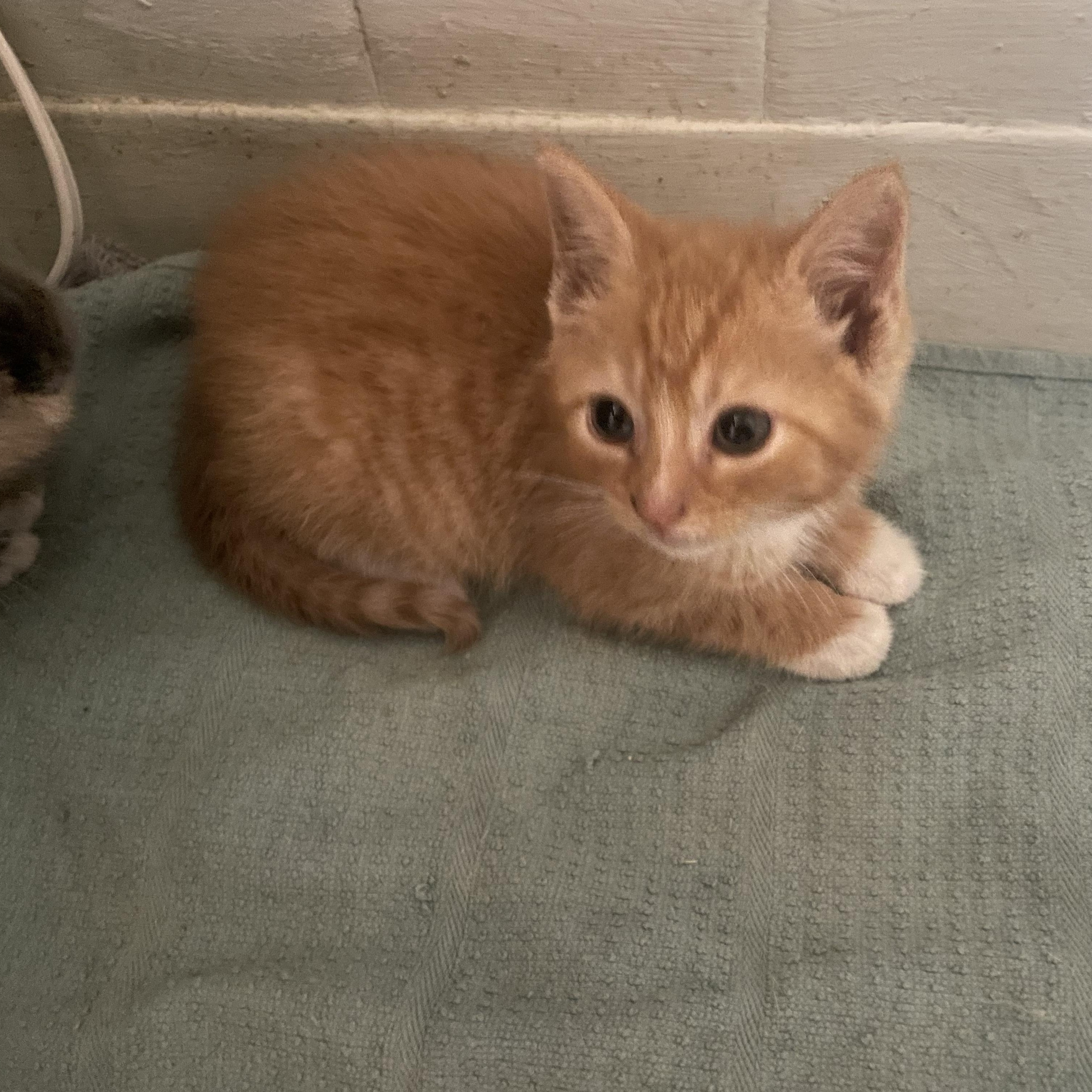 Enlarge Pumpkin , a ADOPTABLE Domestic Short Hair in Troy, NY image 1/1