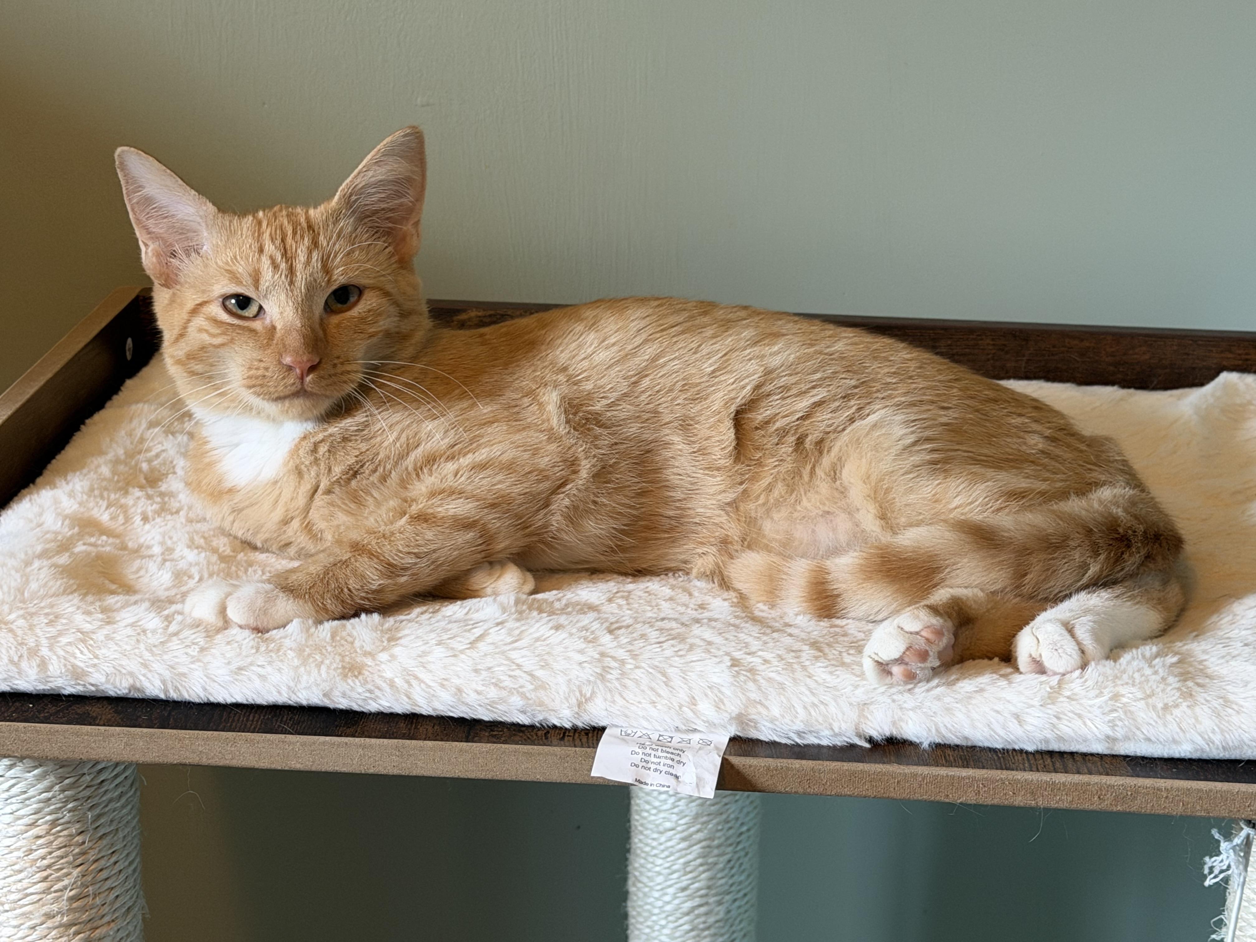 Enlarge Kyo, a Adoptable Domestic Short Hair in Hixson, TN image 4/4