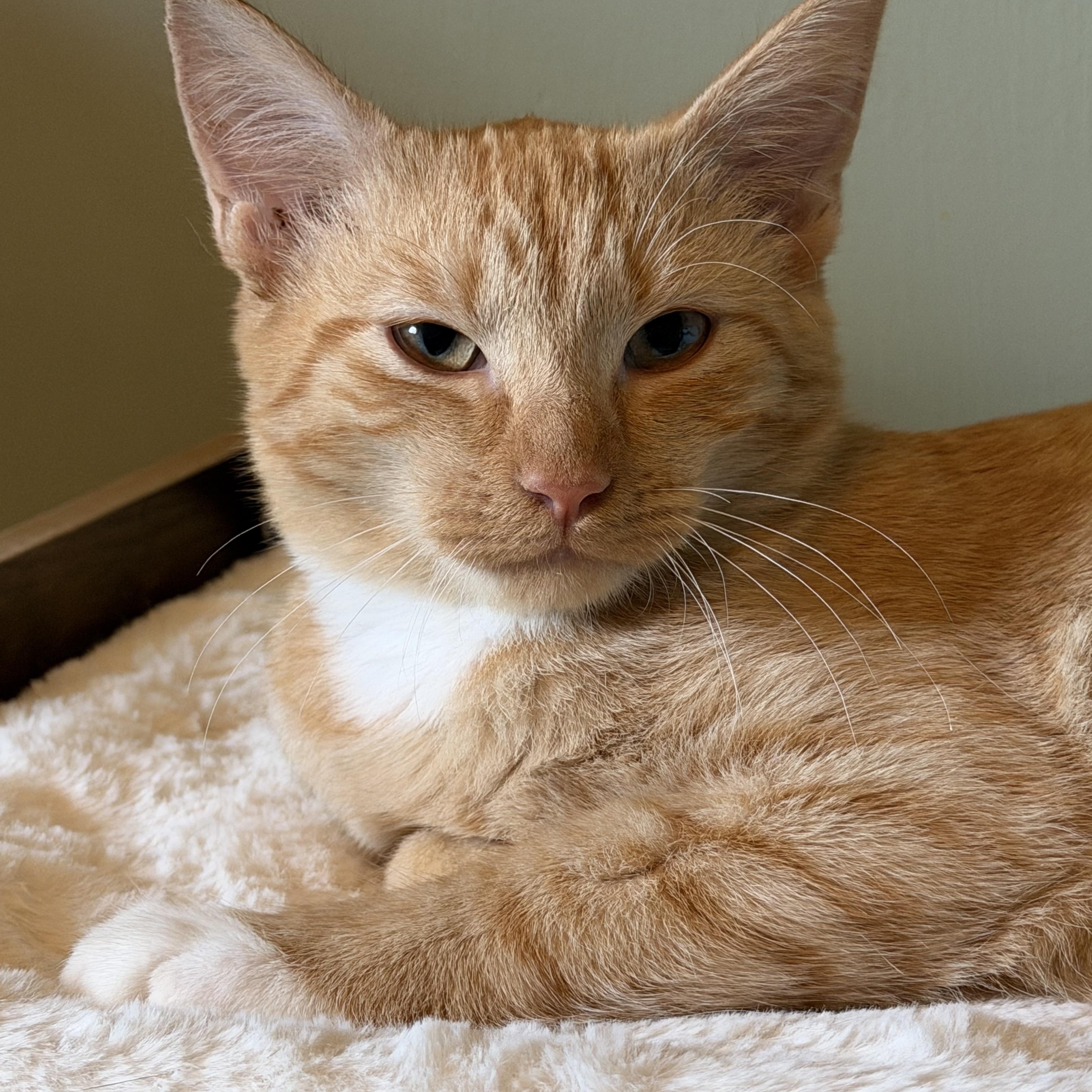Kyo, Adoptable, Young Male Domestic Short Hair.