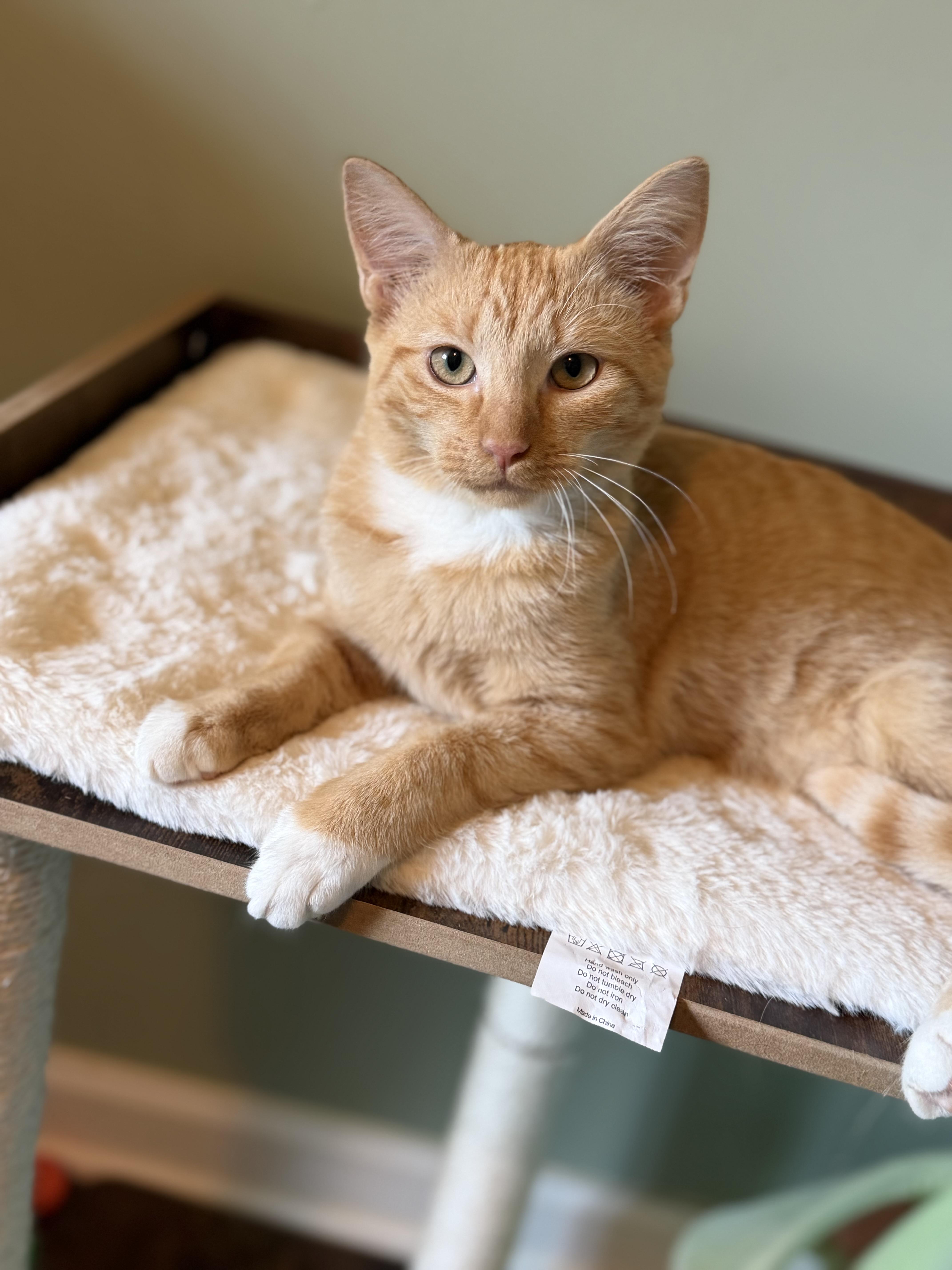 Enlarge Kyo, a Adoptable Domestic Short Hair in Hixson, TN image 3/4