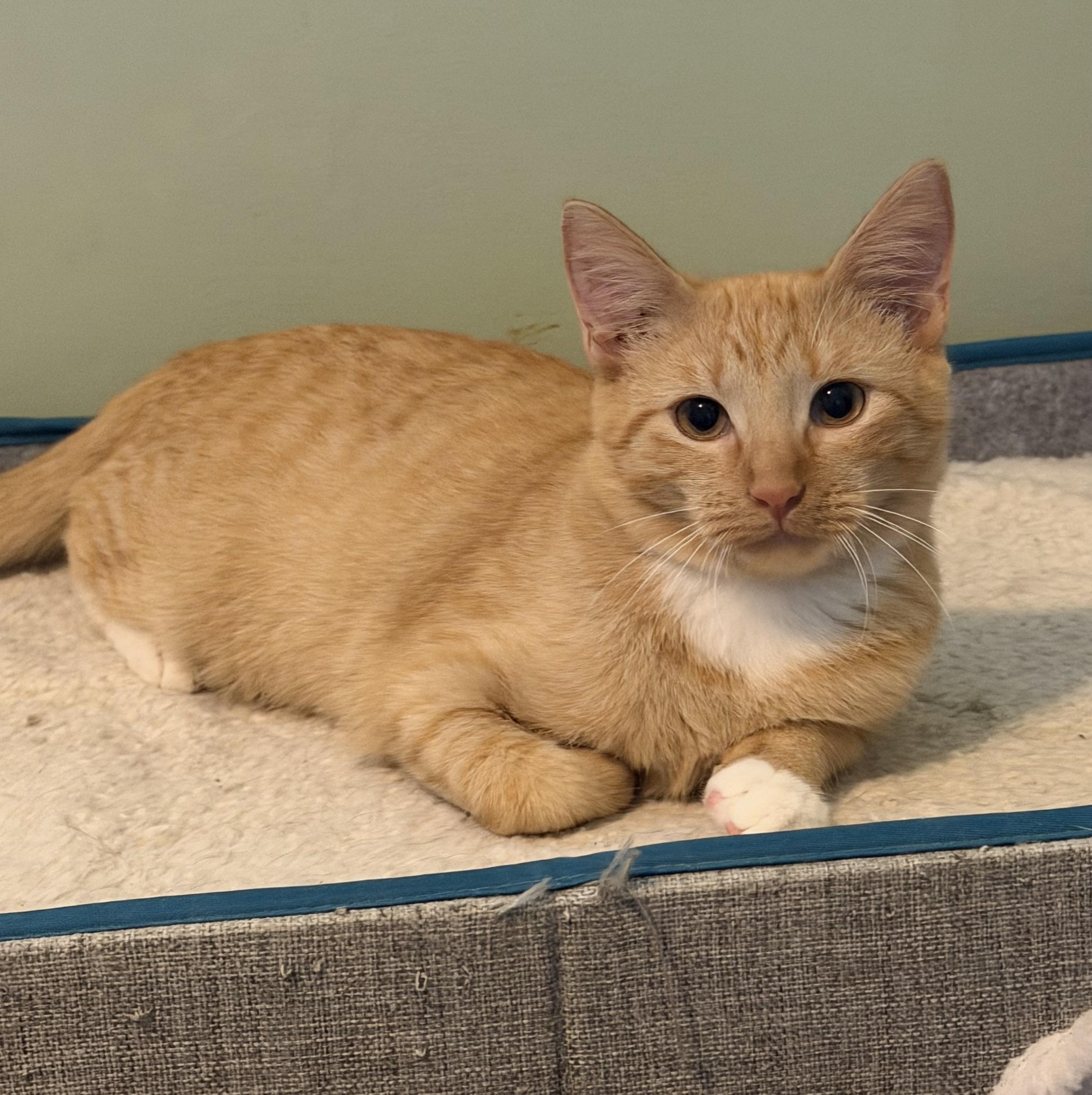 Enlarge Kyo, a Adoptable Domestic Short Hair in Hixson, TN image 2/4