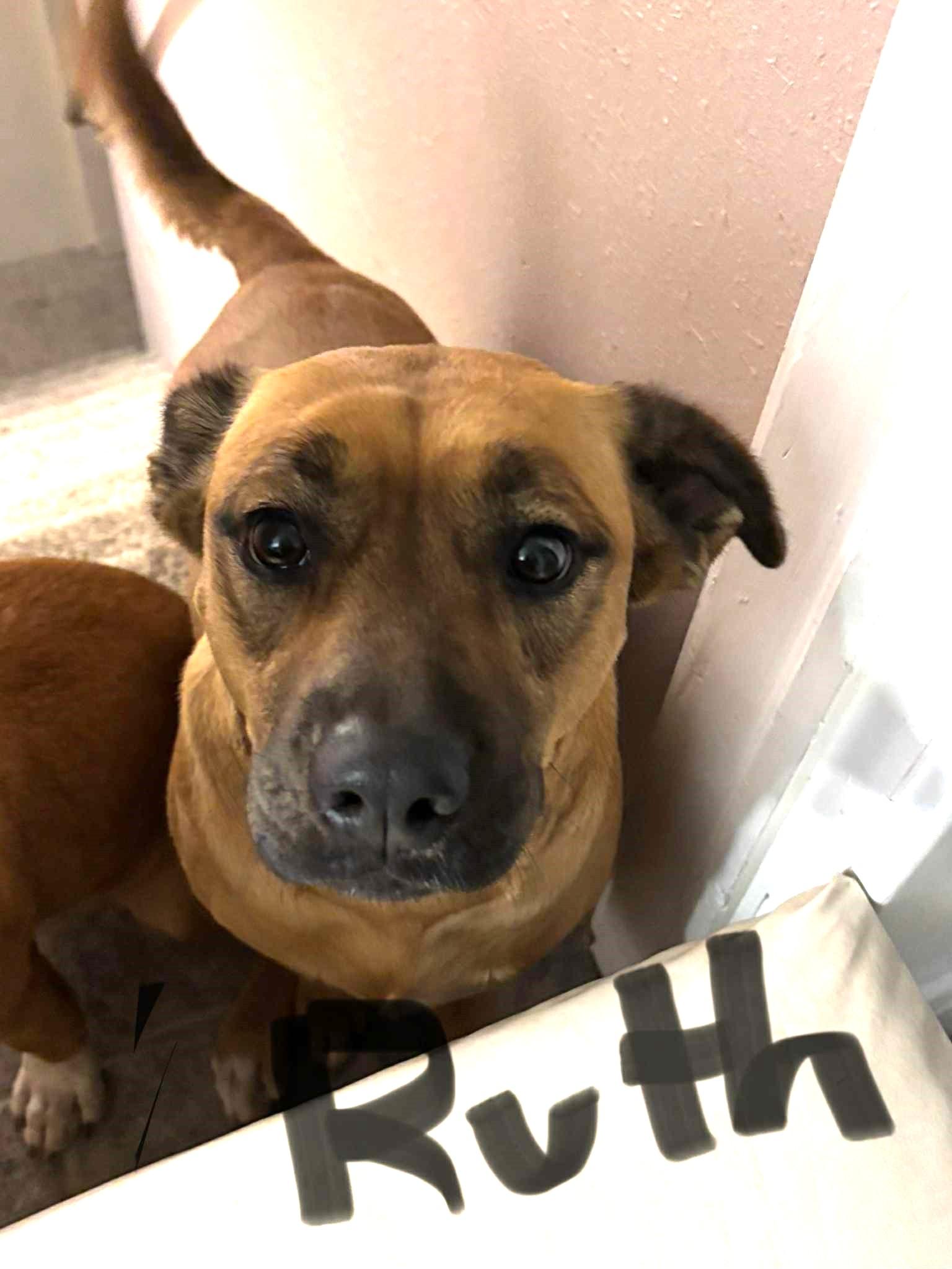 Ruth, Adoptable, Adult Female Mixed Breed.