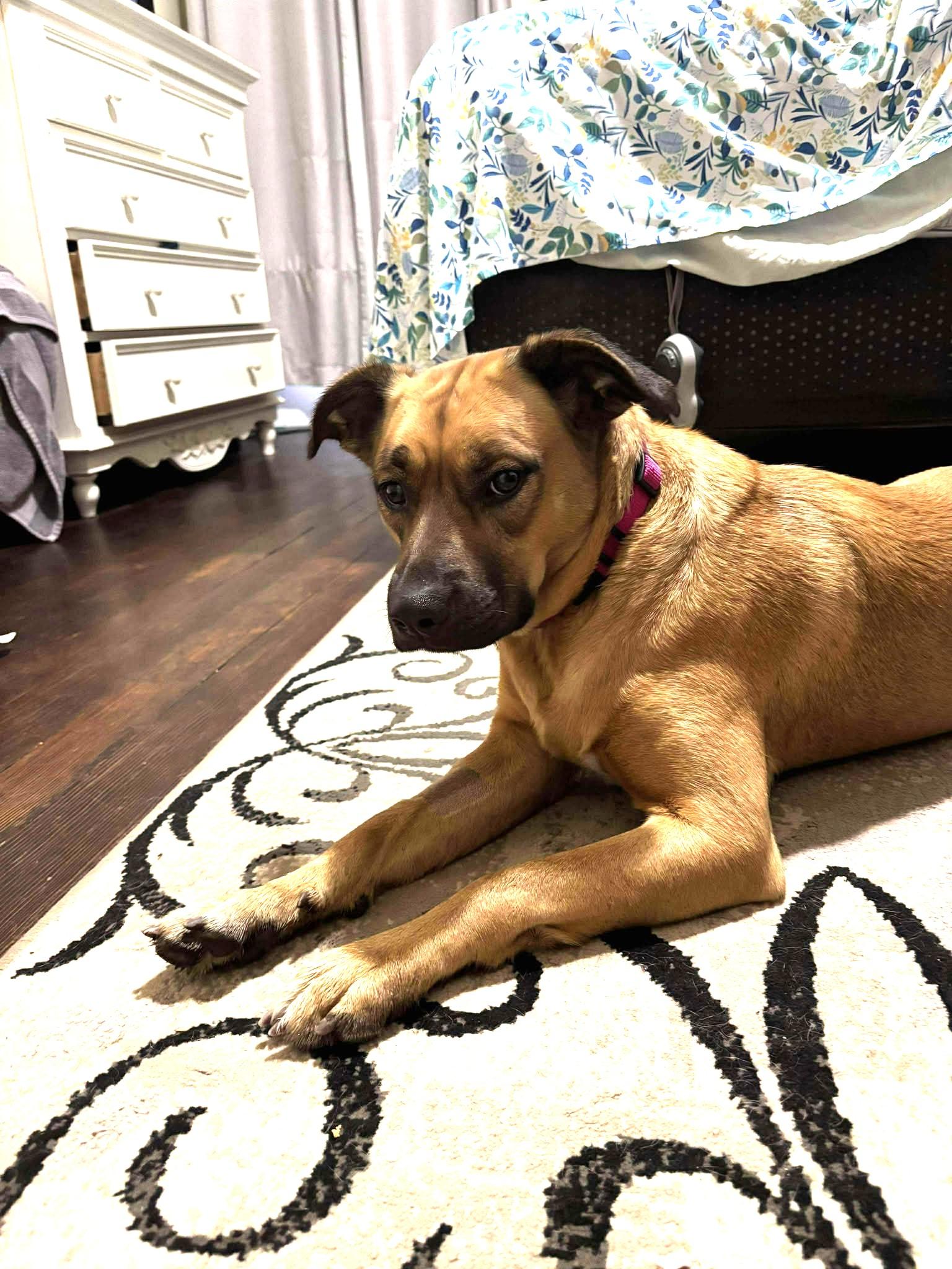 Ruth, a Adoptable mixed breed in Lewiston, ID image 2/4