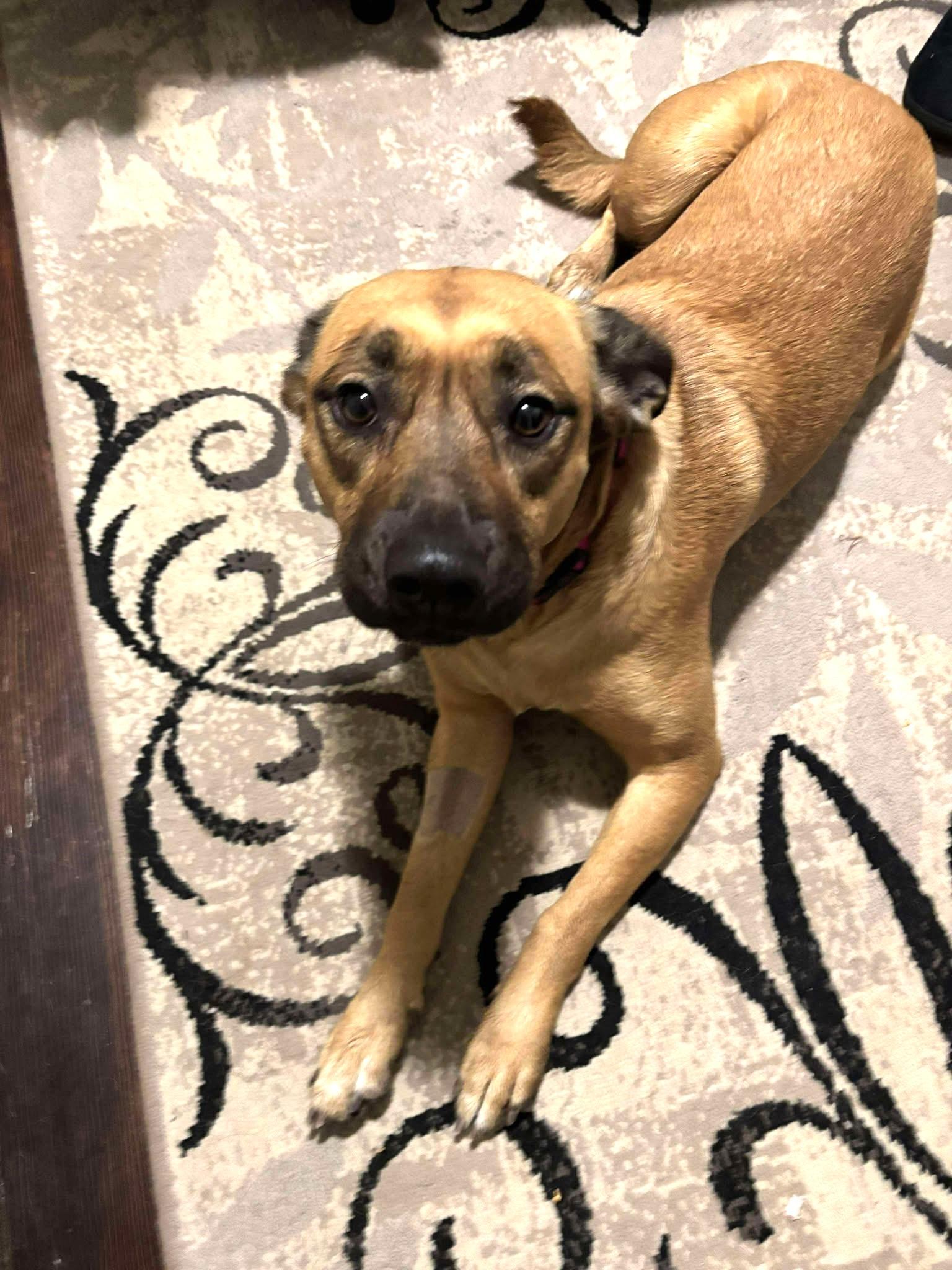 Ruth, a Adoptable mixed breed in Lewiston, ID image 4/4