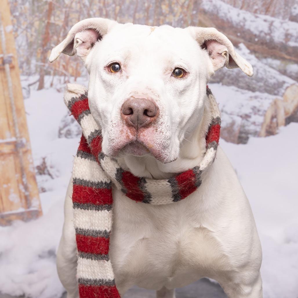 Charm, Adoptable, Adult Female Mixed Breed.