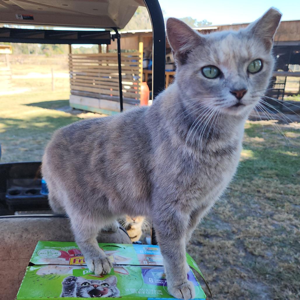 Lola, Adoptable, Kitten Female Domestic Short Hair.