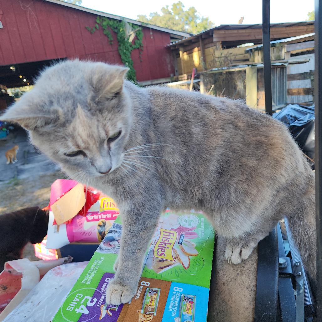Enlarge Lola, a Adoptable Domestic Short Hair in Williston, FL image 2/3