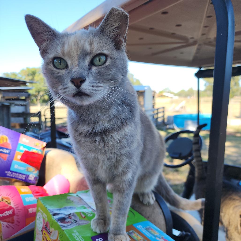 Enlarge Lola, a Adoptable Domestic Short Hair in Williston, FL image 3/3