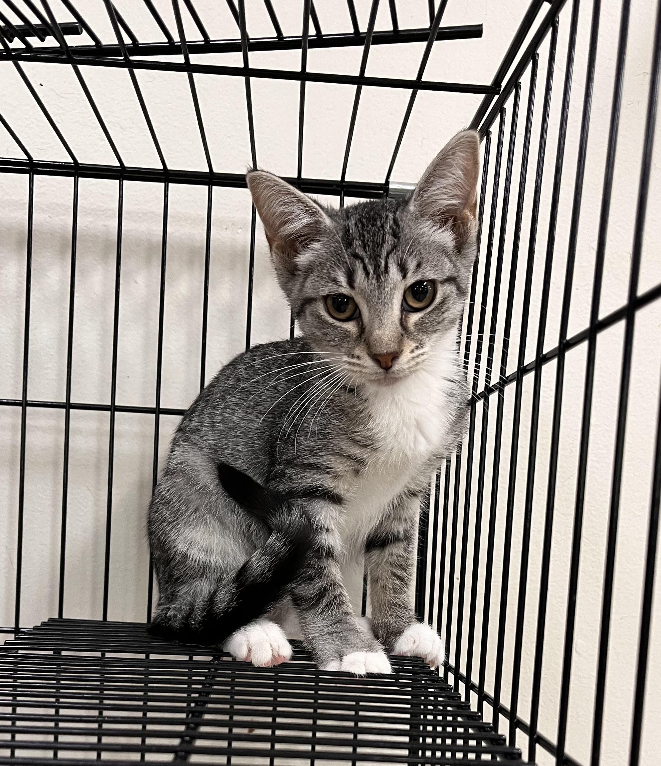 Gracelyn, Adoptable, Kitten Female Domestic Short Hair.