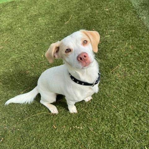 Bonzo, Adopted, Puppy Male Jack Russell Terrier & Chiweenie.