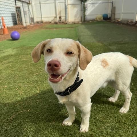 Enlarge Bonzo, a Adopted mixed breed in Agua Dulce, CA image 5/5